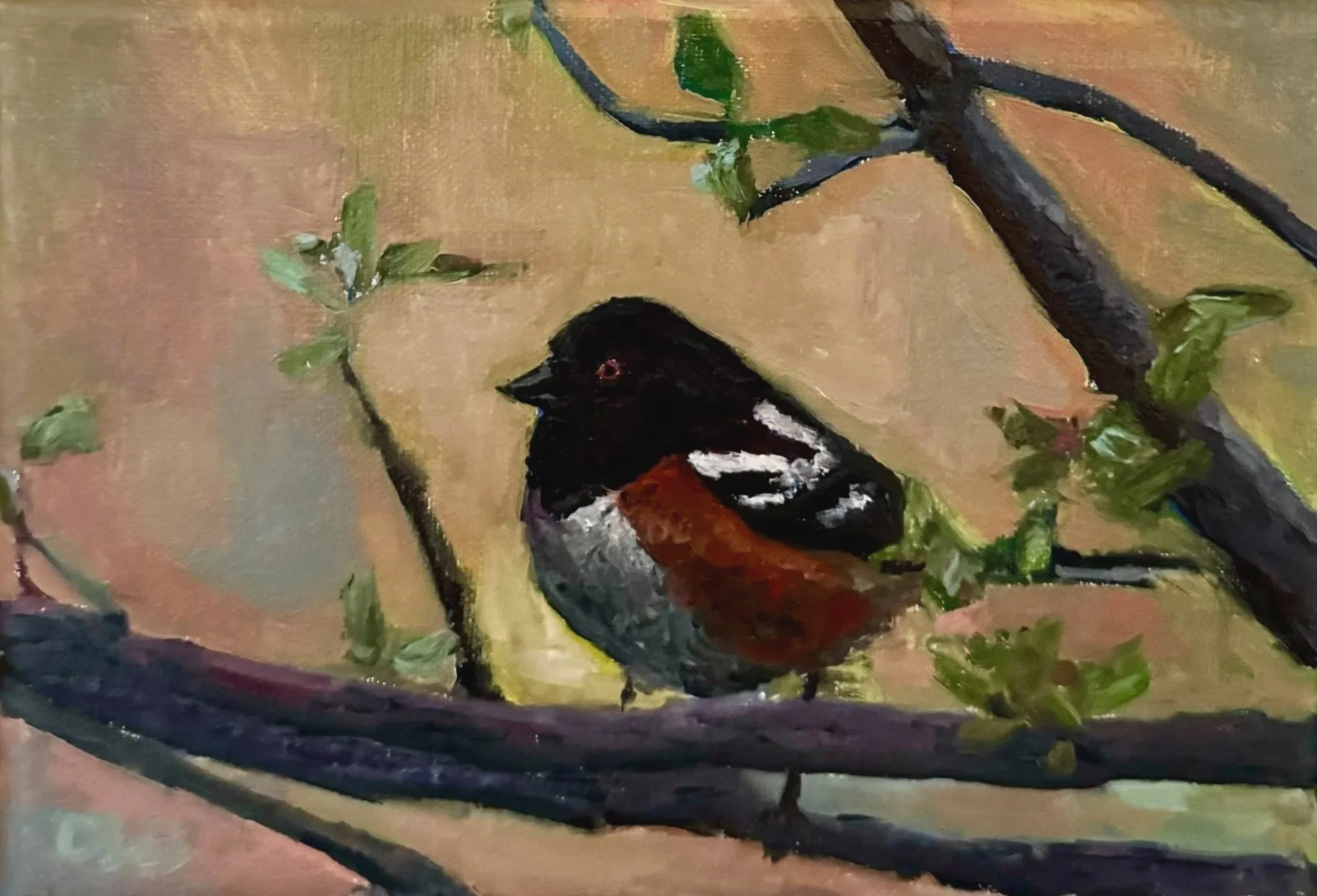 Towhee 
5x7 oil on linen
$90