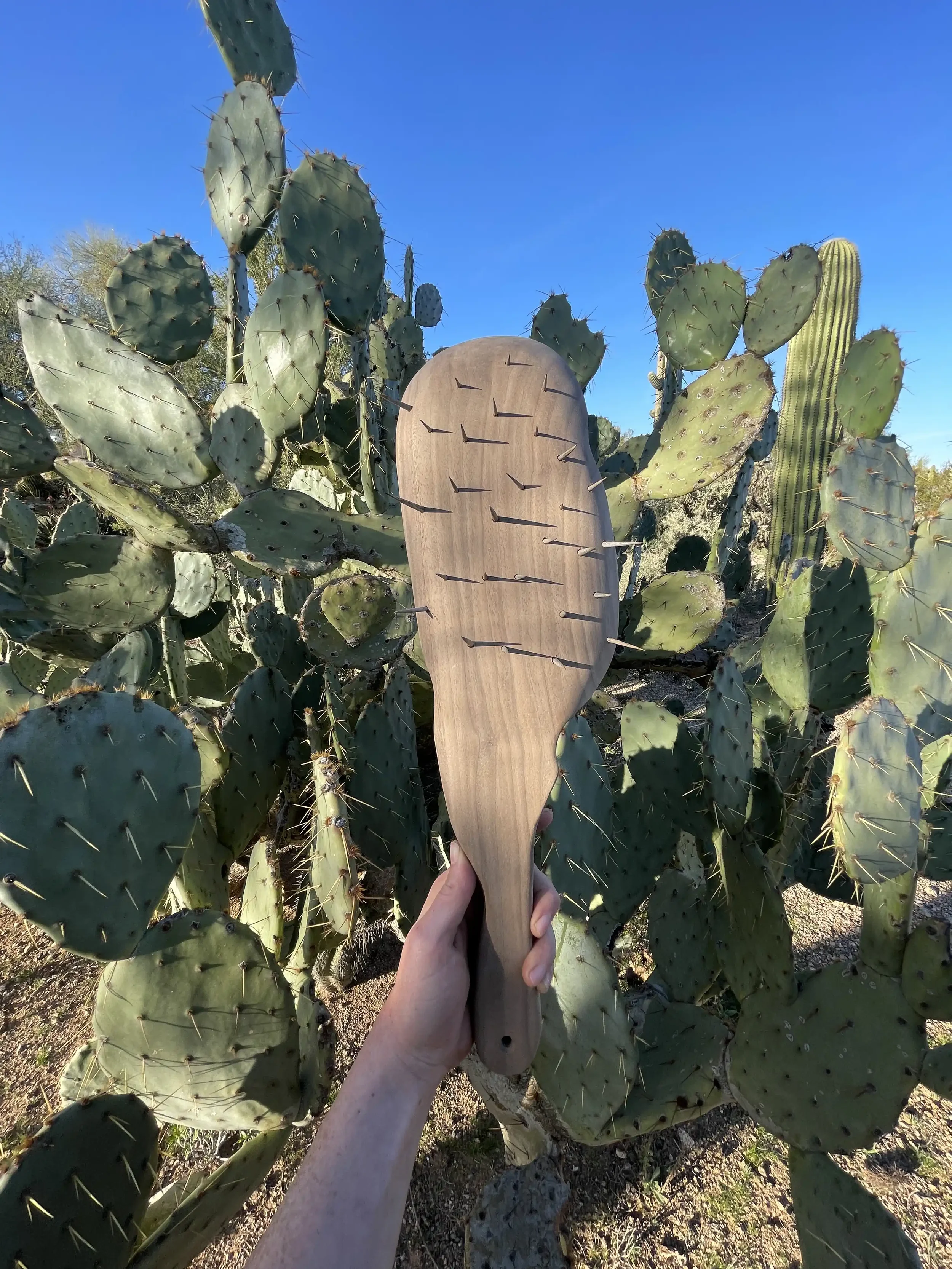 A hand holding a wooden paddle with sharp spines, in front of a patch of prickly pears with many flat paddle-shaped pads and long sharp spines, under a clear blue sky.