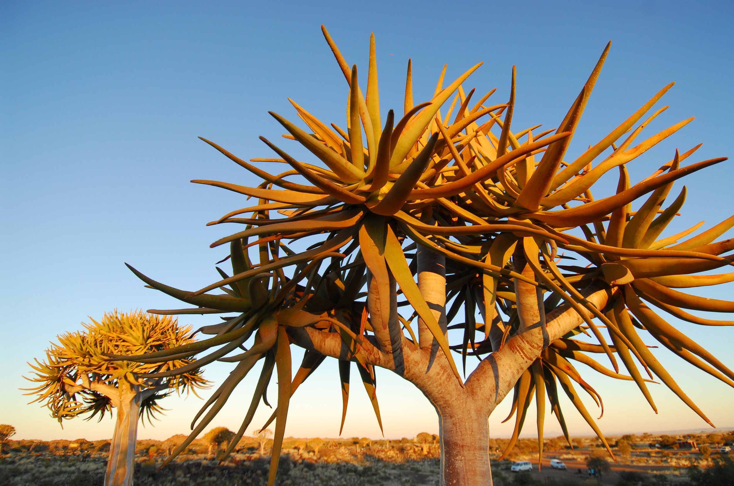 Namibia, Keetmanshoop (close to Fish River Canyon), 2012