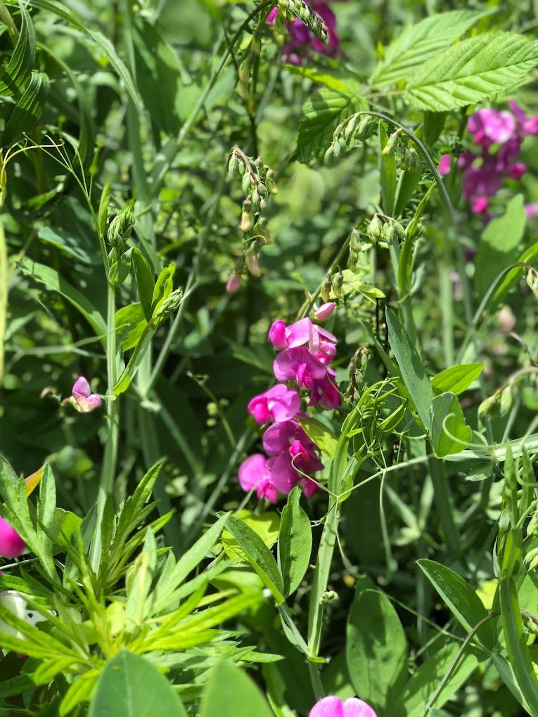 purple flowers.jpeg