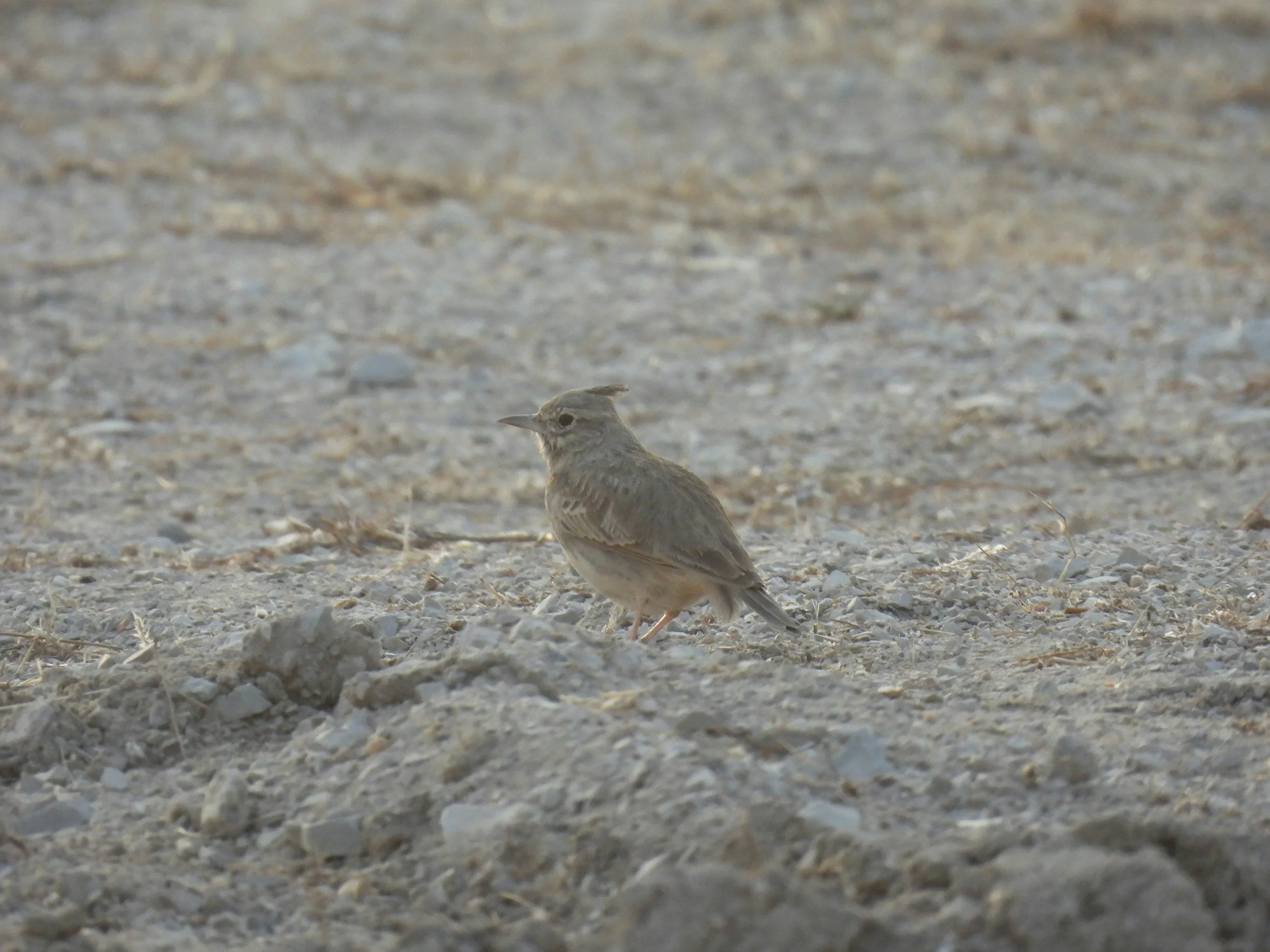 THE MAK TO THE LARK