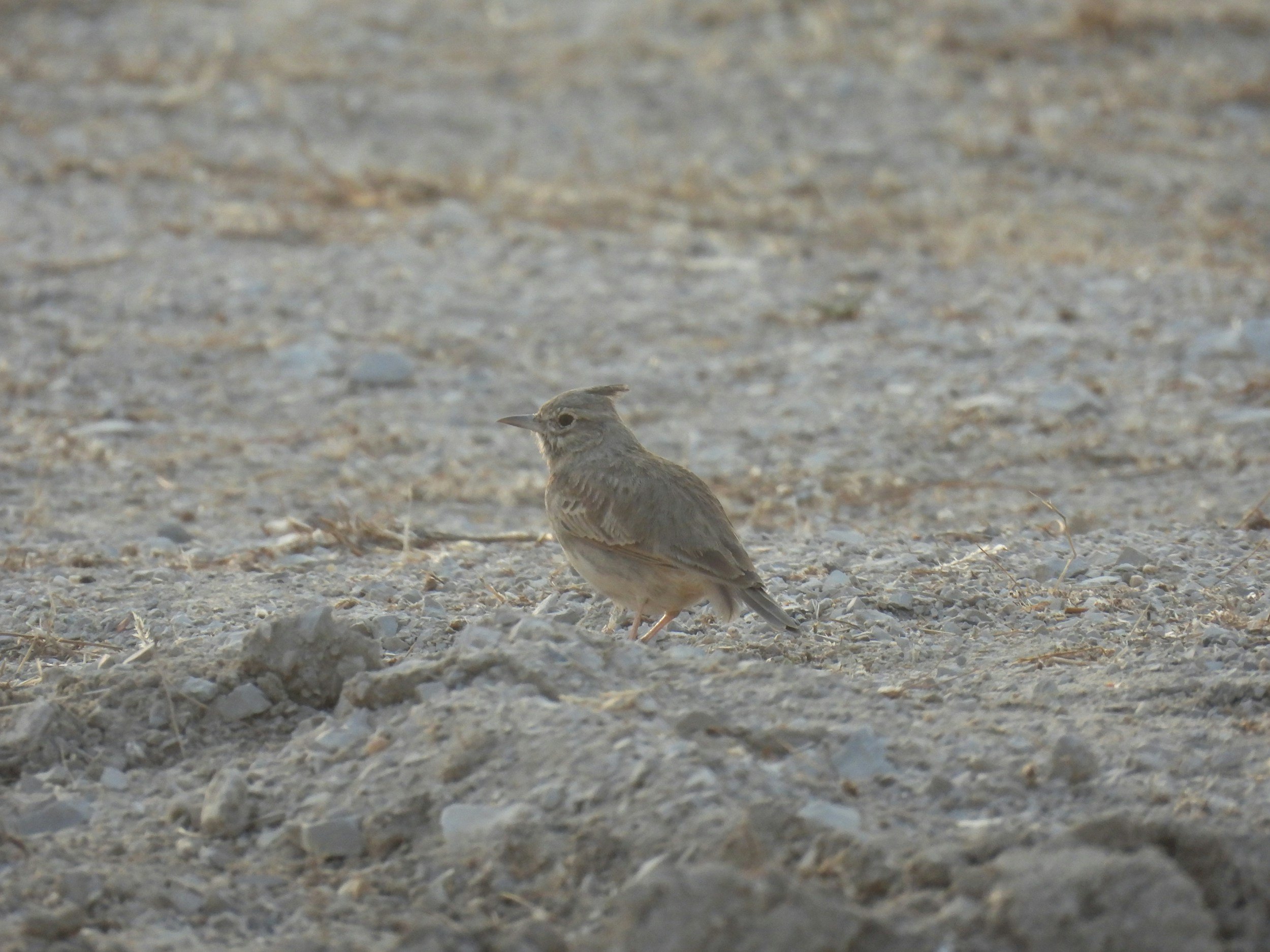 THE MAK TO THE LARK