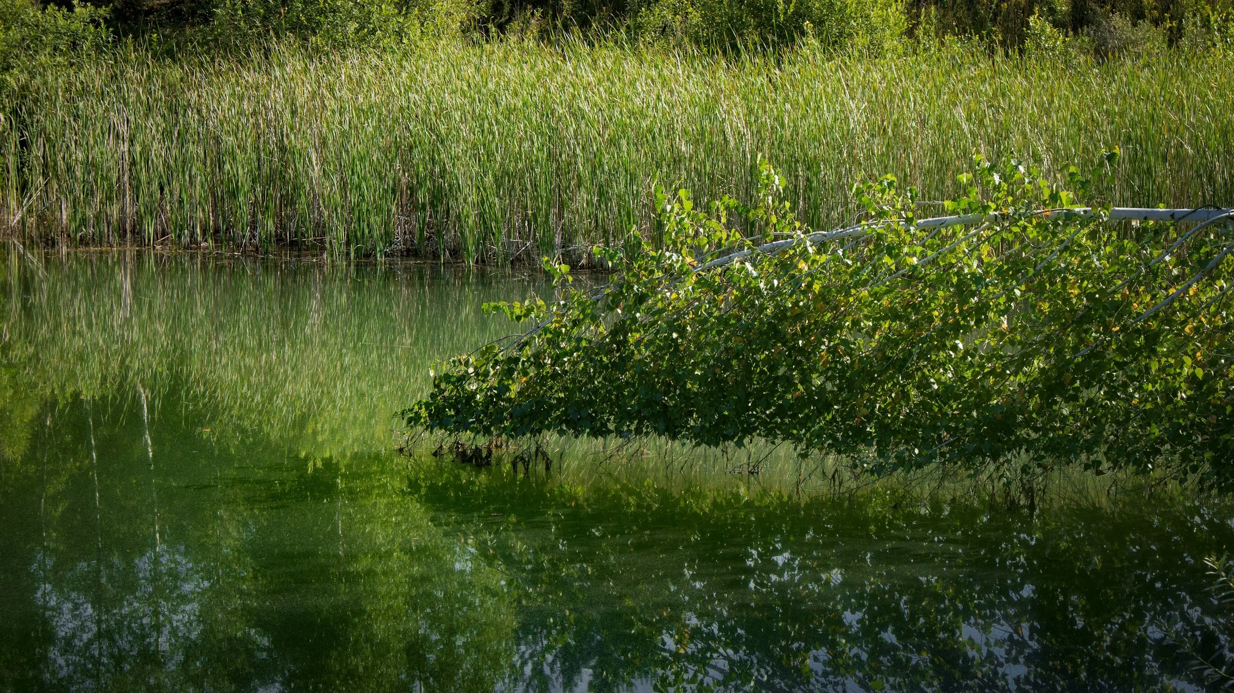 THREE PONDS & A SWAMP