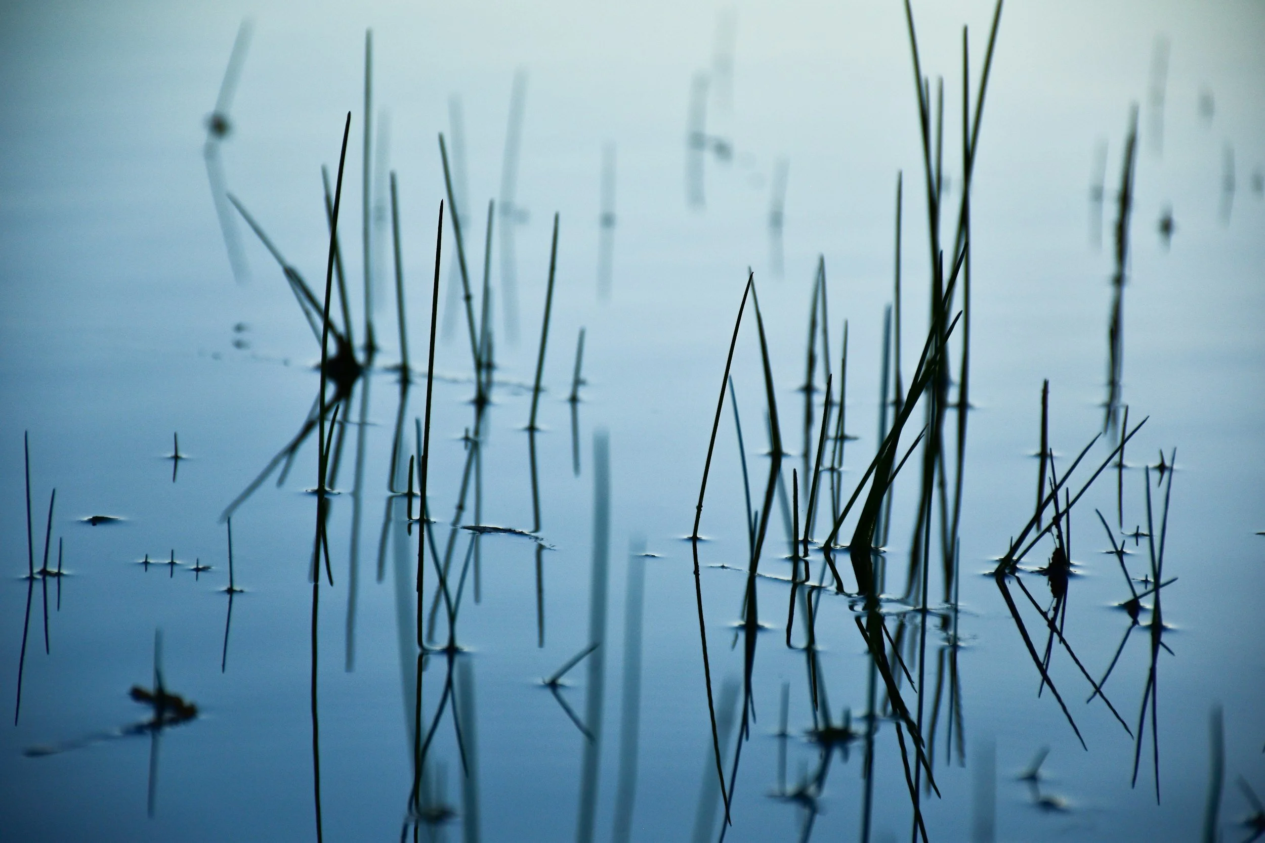 MARSH MARCH