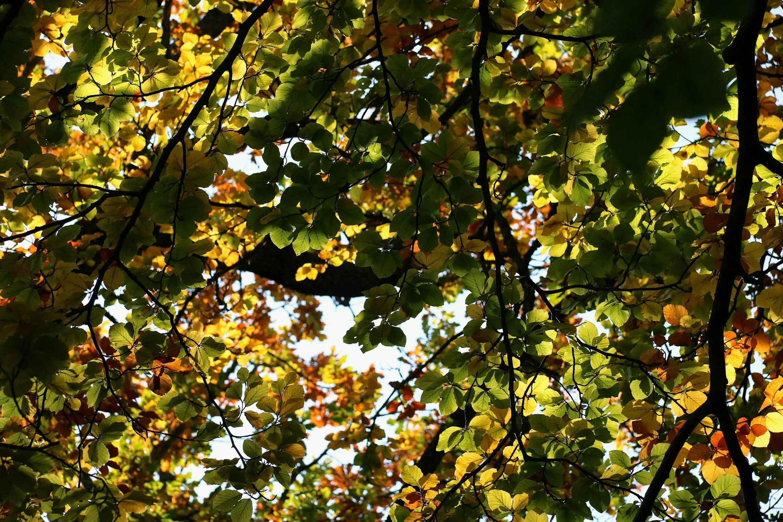 SANS SOUCI COUNTY PARK