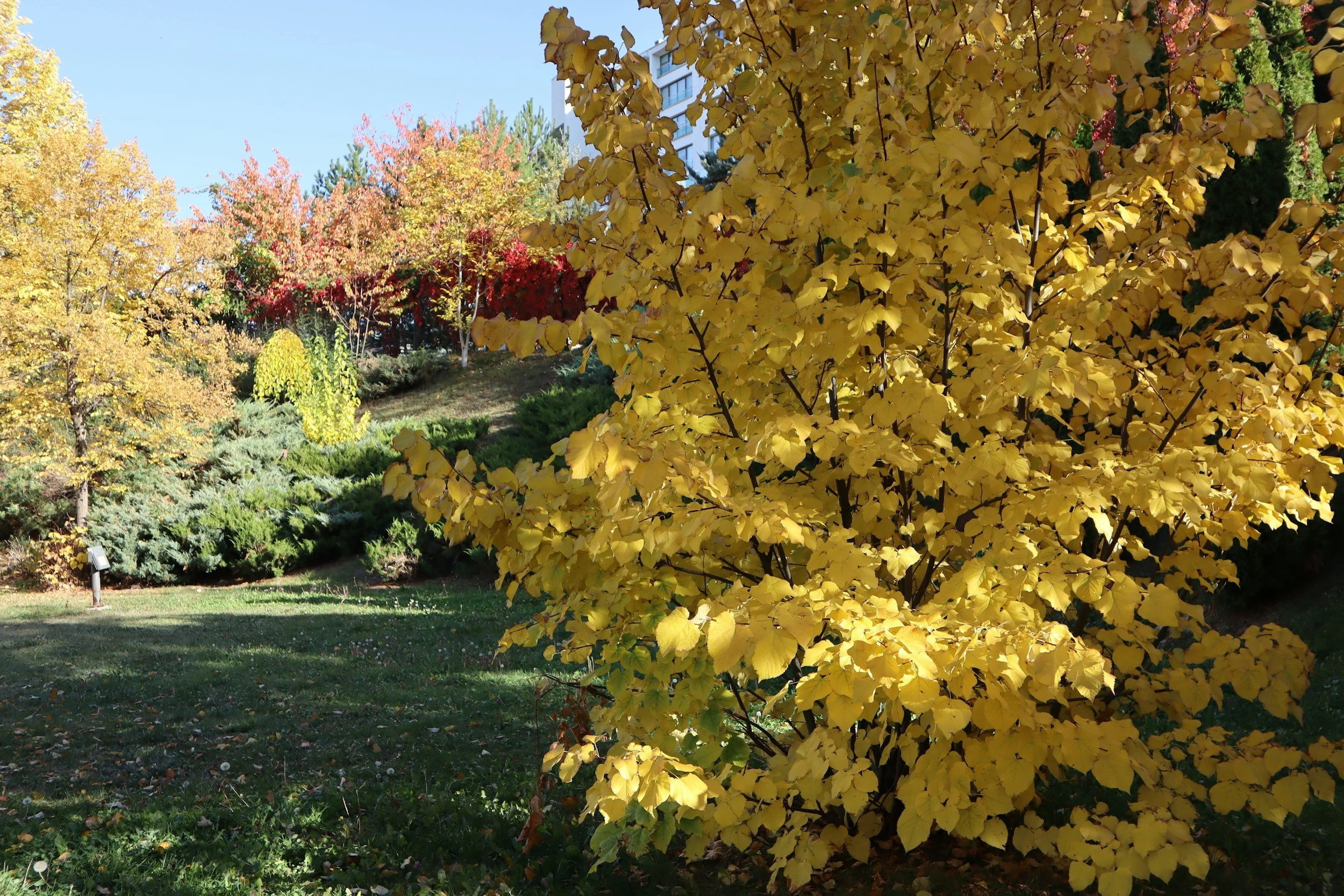 BAYARD CUTTING ARBORETUM WALK