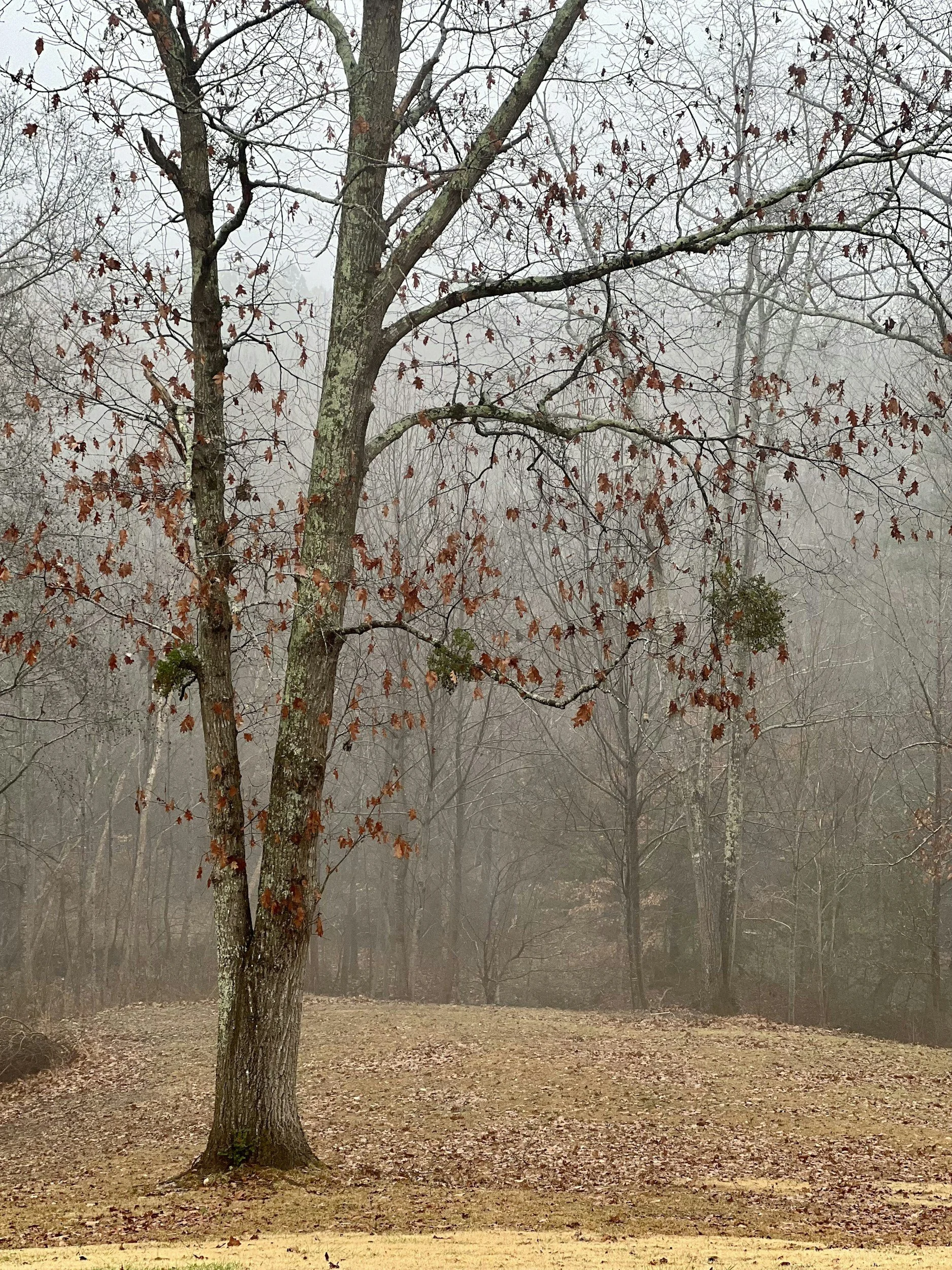 MUTTONTOWN PRESERVE MEANDER