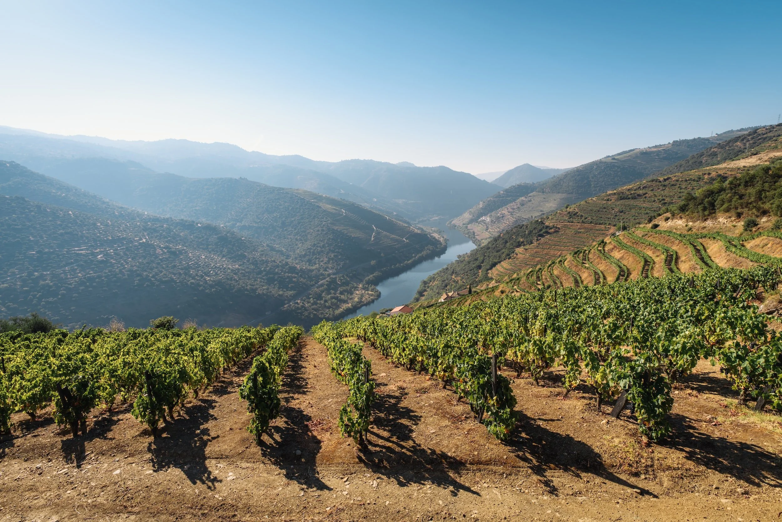 Vinhas no vale do Douro, cercado por montanhas verdes ao fundo, sob céu claro.