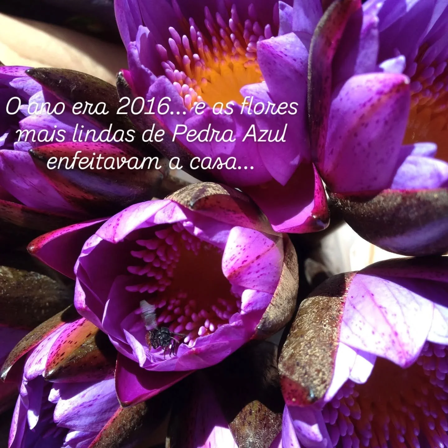 O ano era 2016...

Tanta coisa aconteceu! Foi neste ano que decidimos nos mudar para Portugal (mas s&oacute; o fizemos em 2017), que Meg chegou em nossas vidas, que realizei sonhos, que tanta gente querida e que guardo no cora&ccedil;&atilde;o esteve