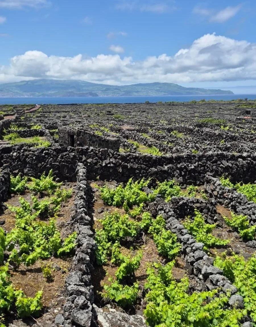 Ilha do Pico: A Capital do Vinho Vulcânico nos Açores