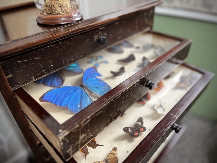Heather's butterfly collection