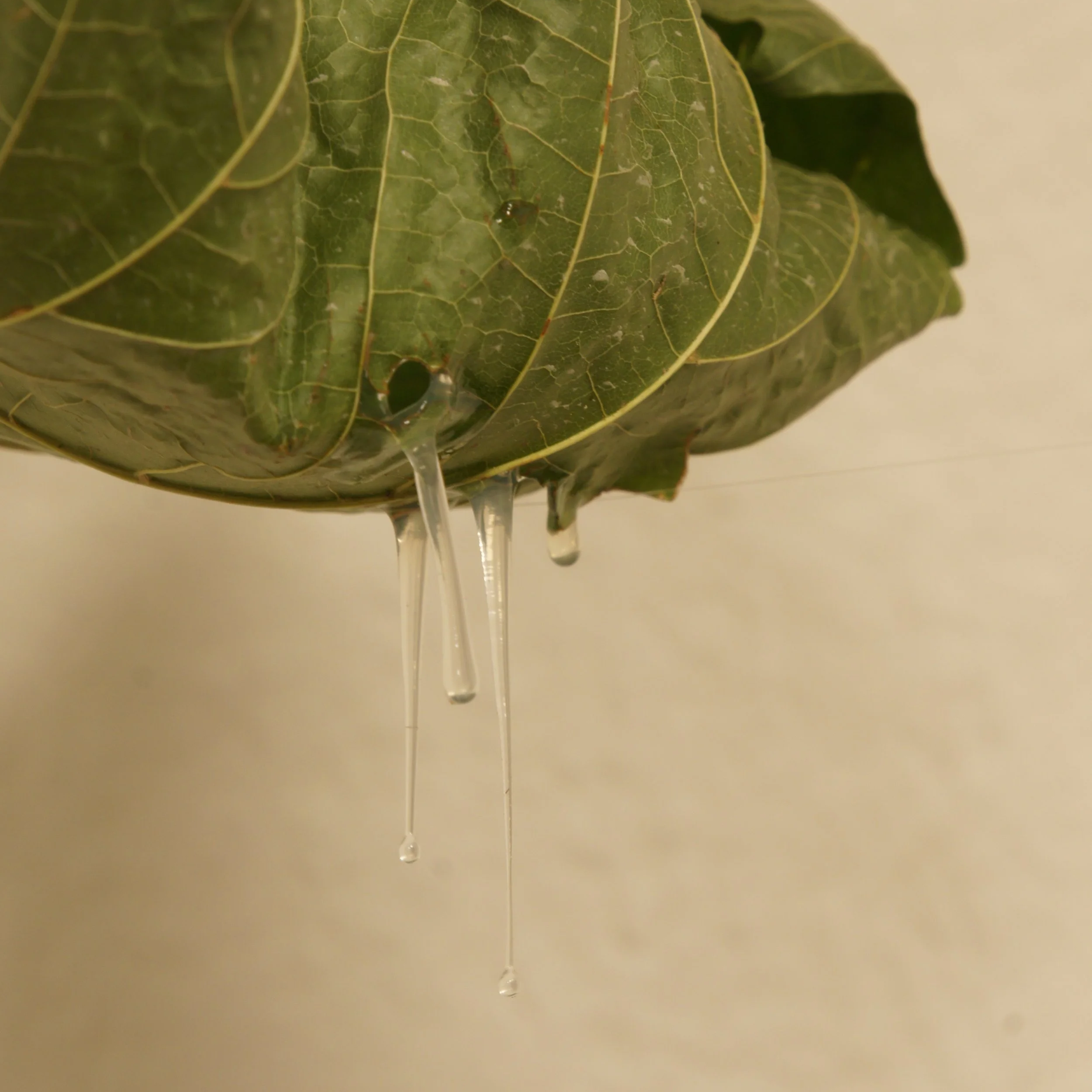 Feeding traces