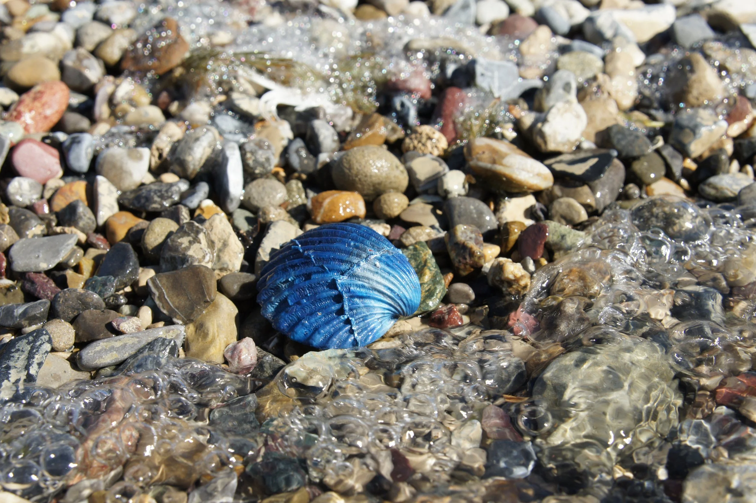 Naturaleza muerta / Still life