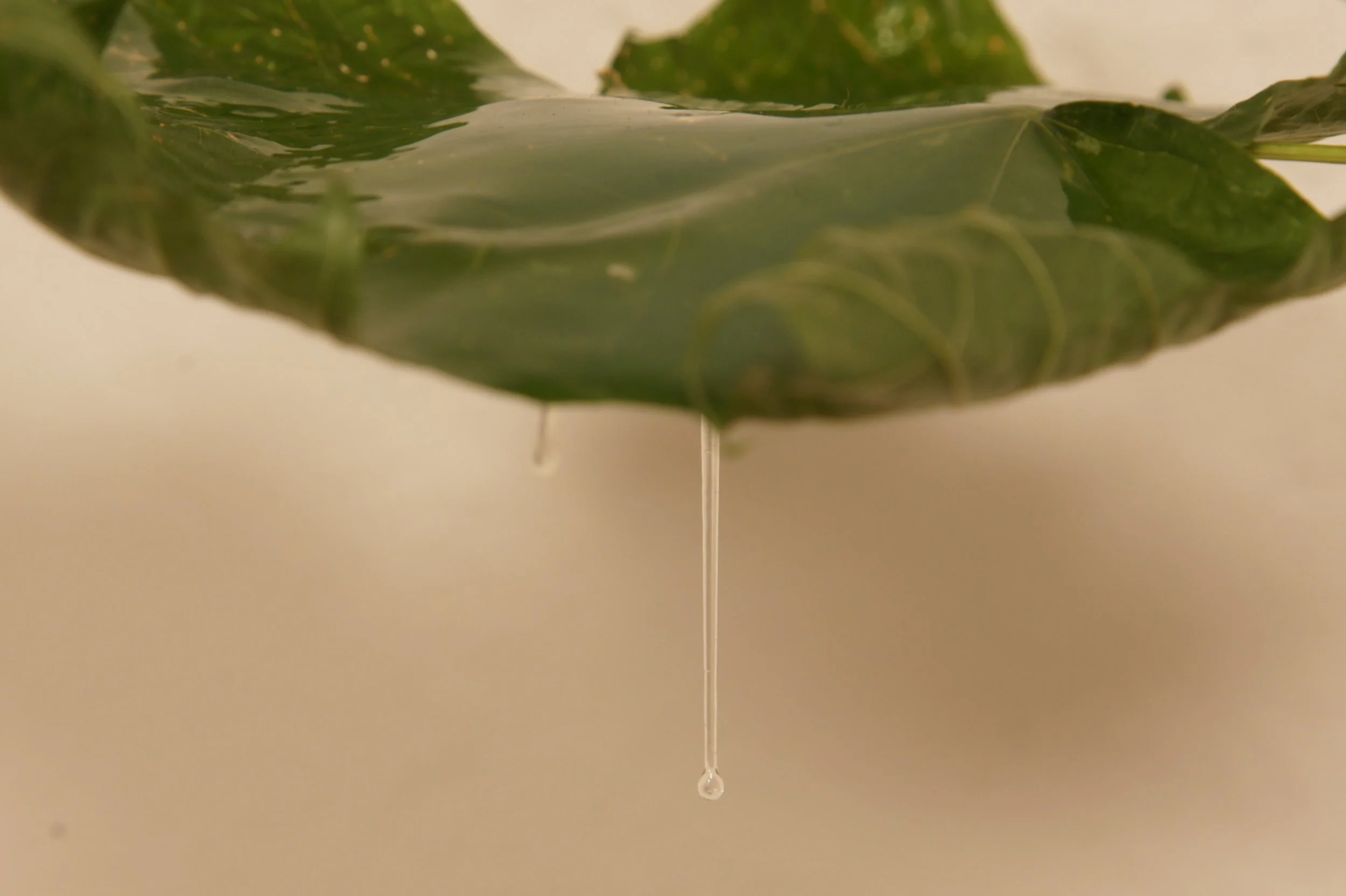 Feeding traces