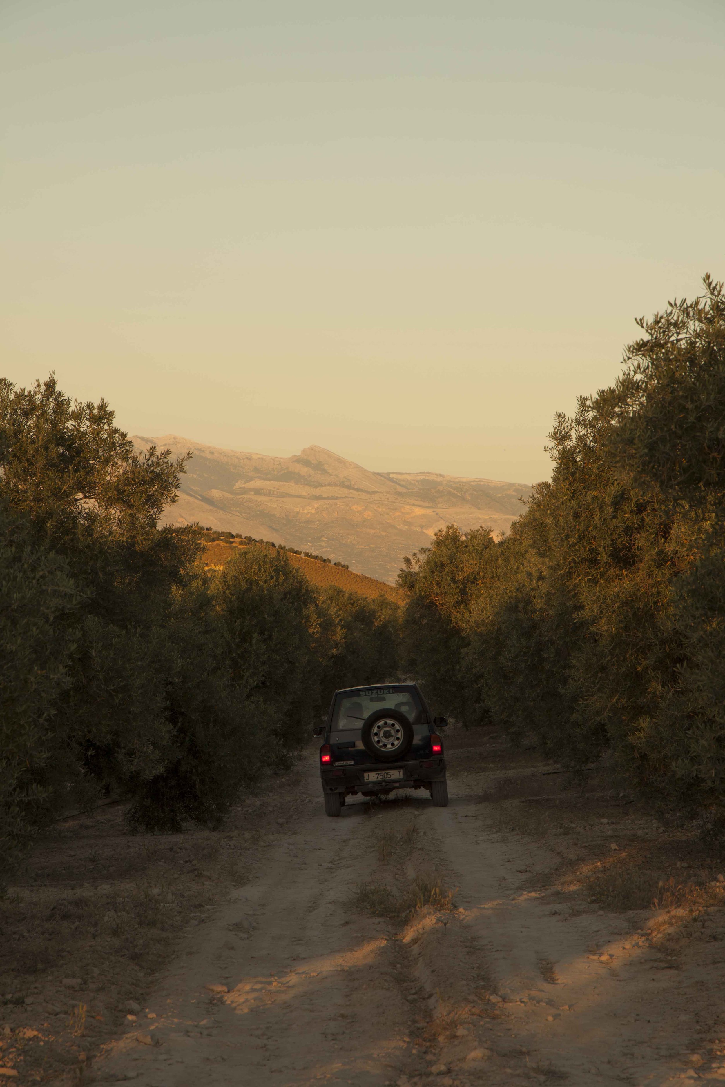 Picual: World's Healthiest Olives