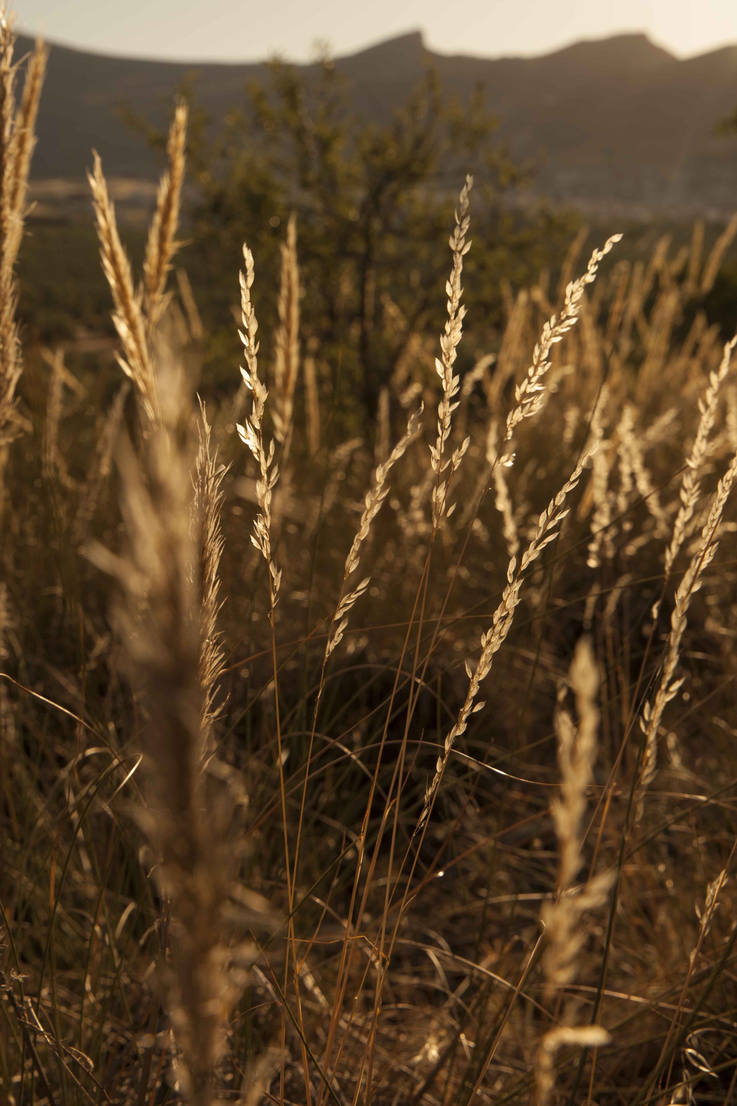 A Peek into Pre-Harvest Spring Rituals of our Olive Oil Farmers