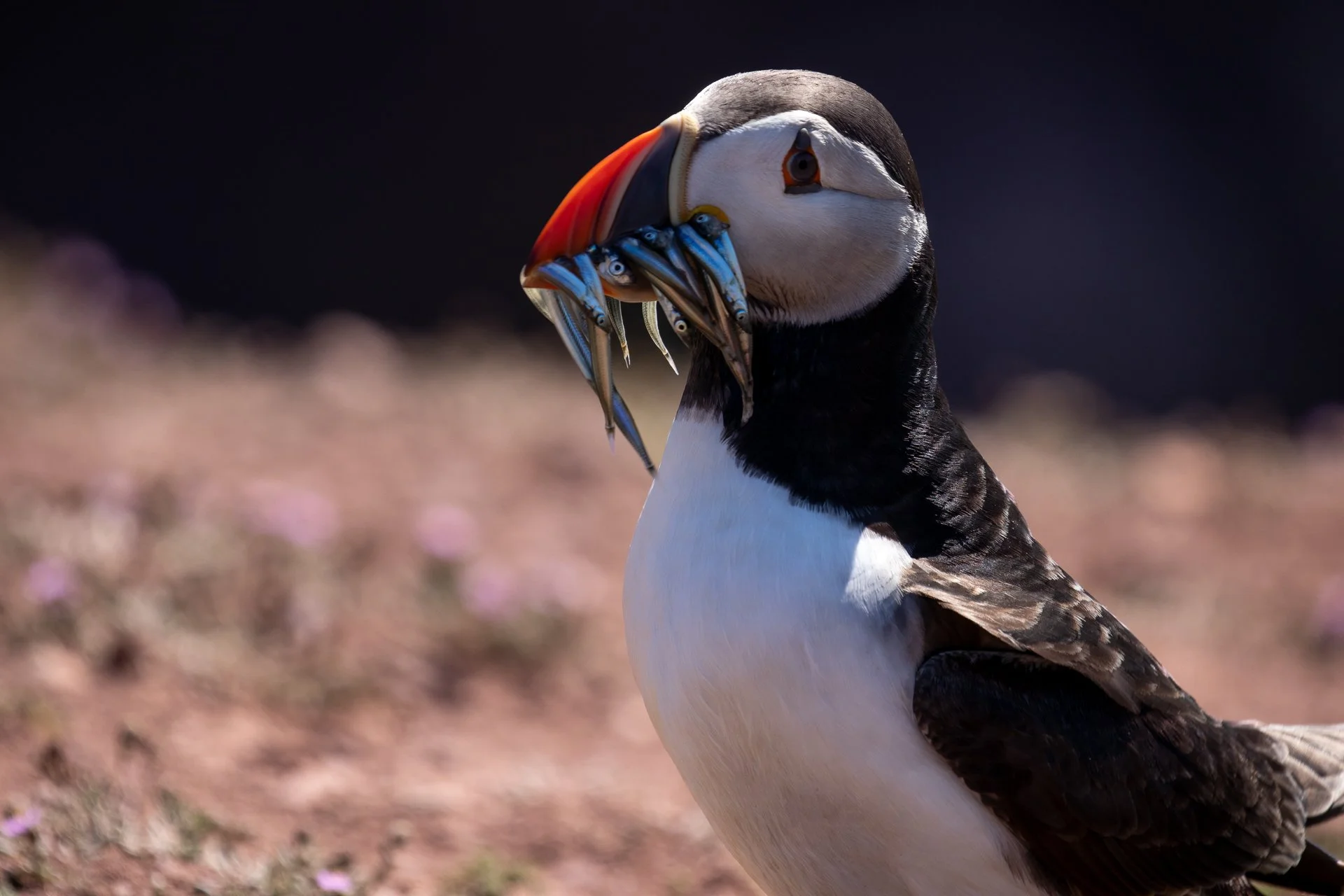Puffintastic at Skomer