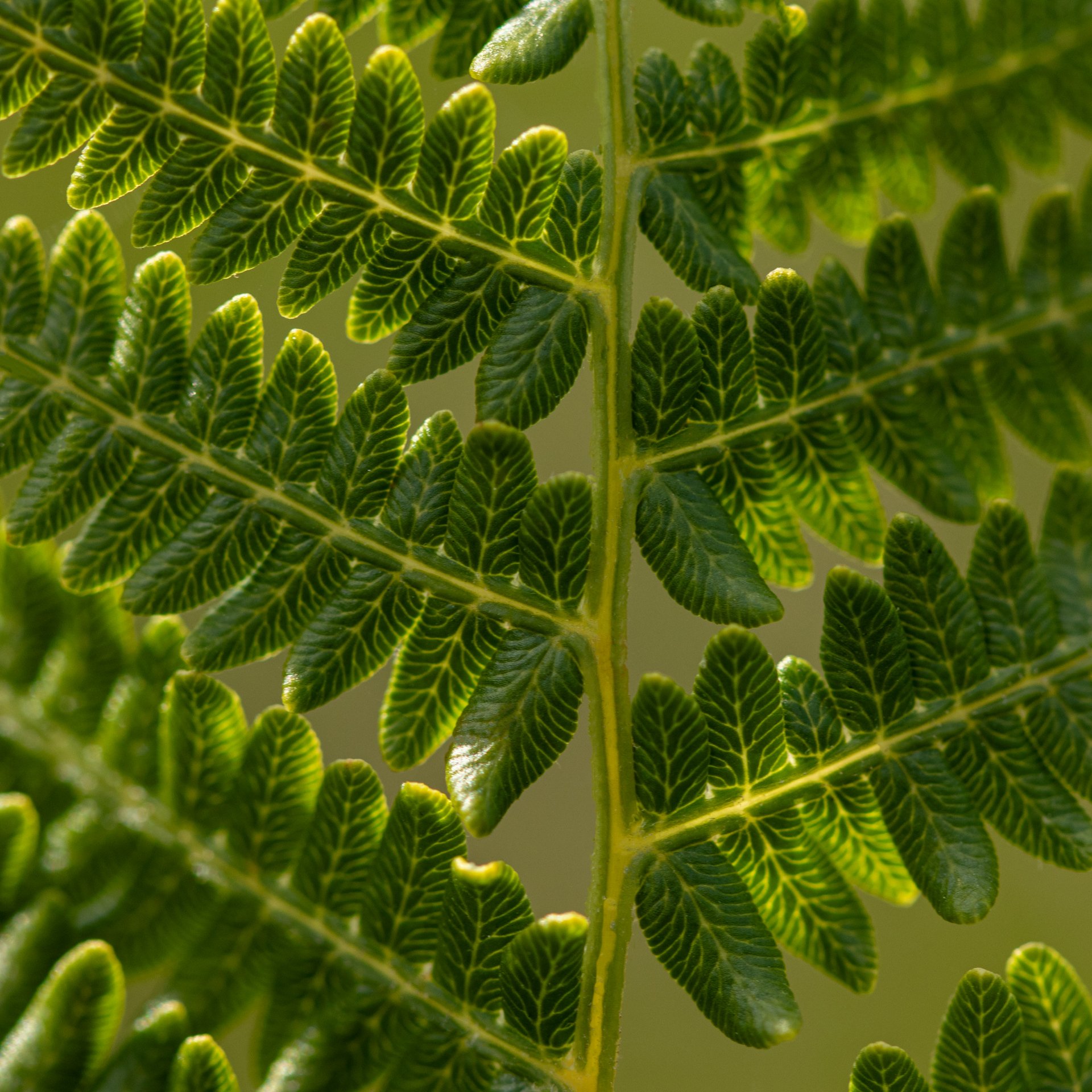 New Forest Ferns