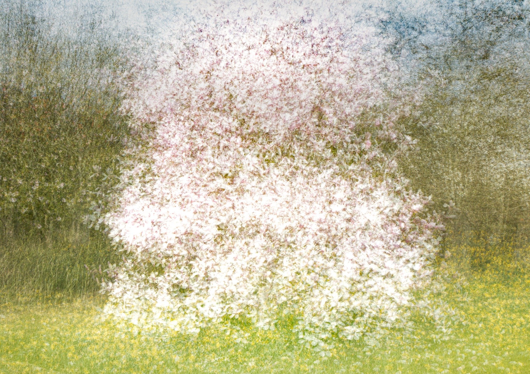 Here's a blast from the past for #Throwbackthursday my glorious magnolia (and a little respite from the grey!) This was created in photoshop in my very early days of multiple exposure when I was working out what I enjoyed to photograph and how I want