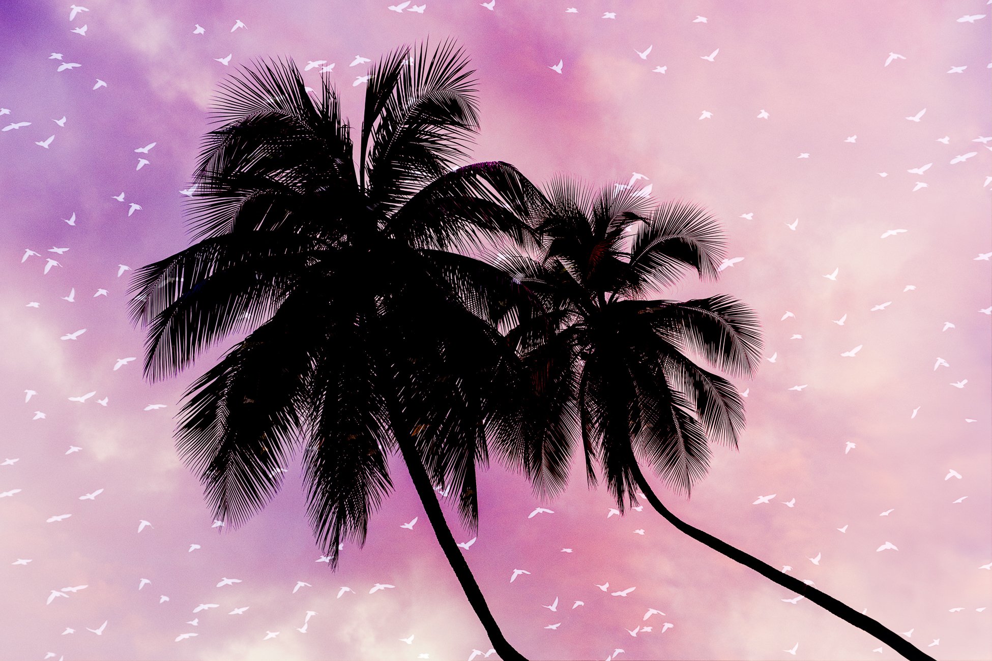 Multiple exposure photography combining palm trees and white birds against a soft pink background, creating a calm, image.  This is a blast from a year ago for #throwbackthursday where I spent Christmas in St Lucia.  I do love birds and I love palm t