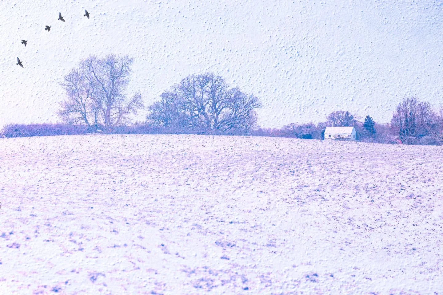 Well it had to be a snowy one for today! On Monday I was up early and so went out in the snow for the sunrise which is always good for the soul! Here's one of those images before I got too cold!! ❄️

Fused Fridays
We are a group of artists who are ex