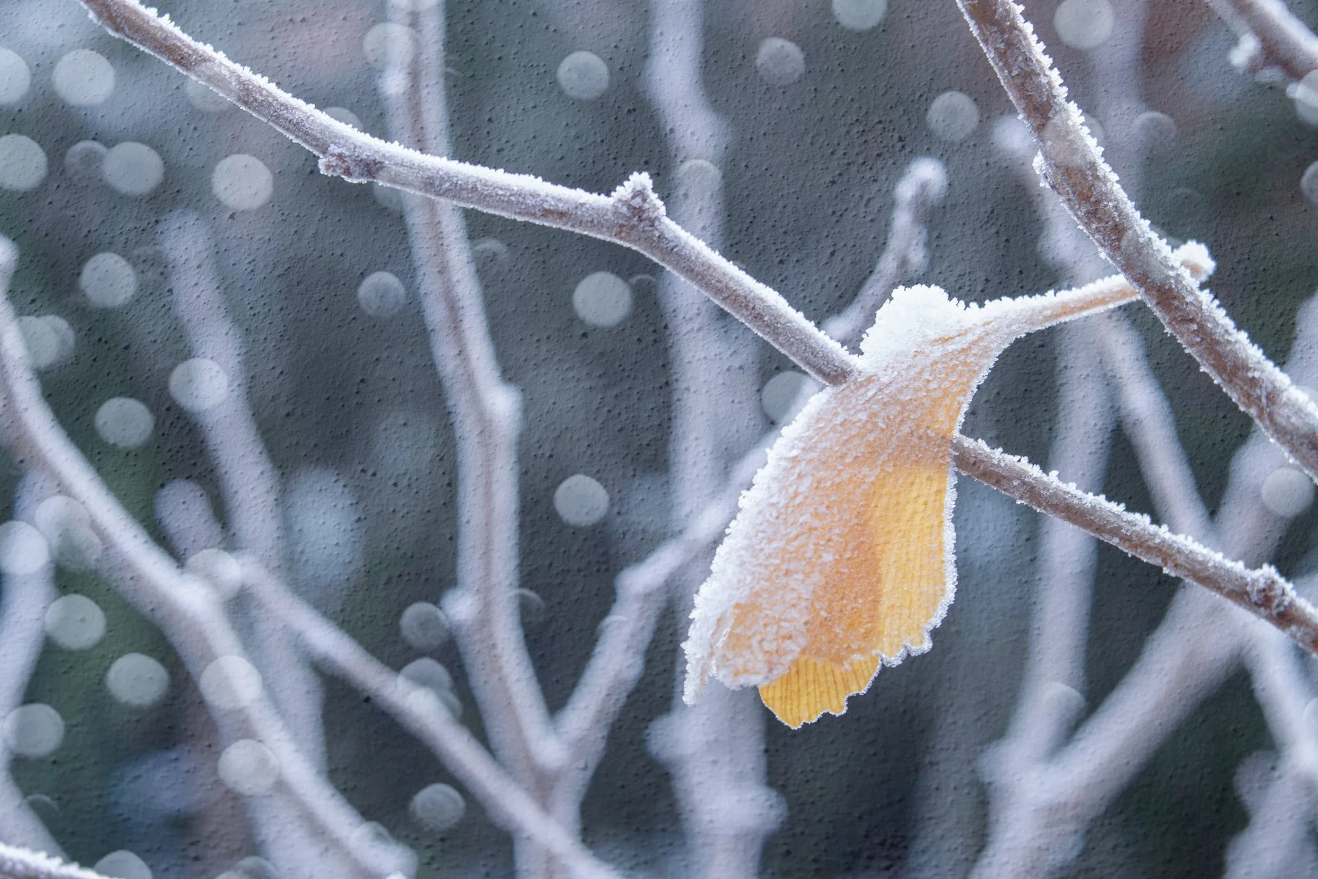 Multiple Exposure really can enhance the snow.  I took this image of a gingko leaf a couple of years ago but I only decided to Multiply Expose (yes, that is a verb!) today.  I rather like the colour of the leaf against the mono feel of the rest of th