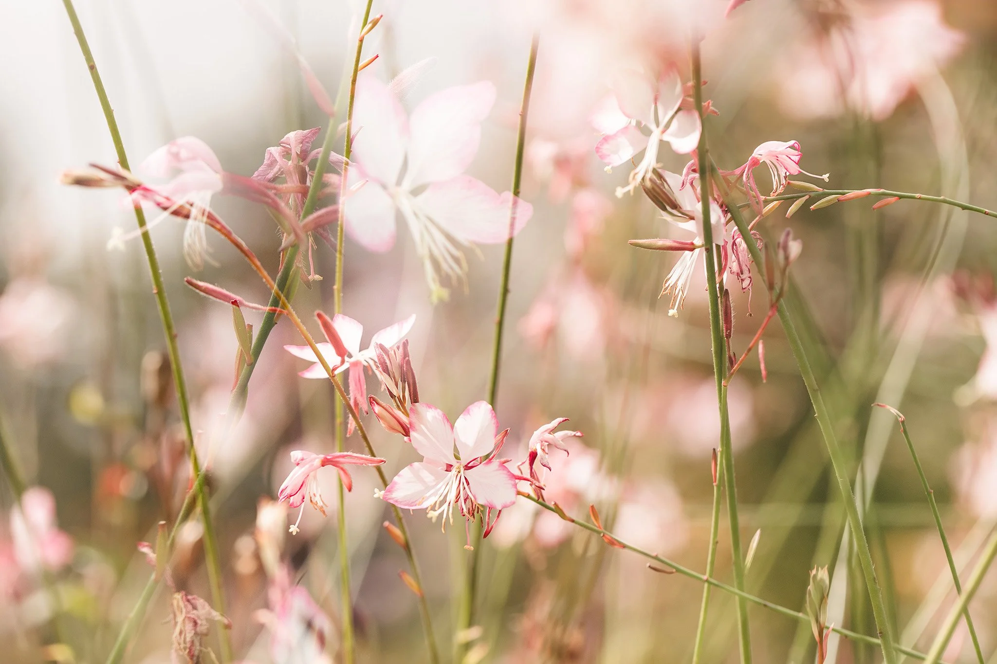 Multiple Exposure Flower Photography: Creating Depth, Emotion and Story