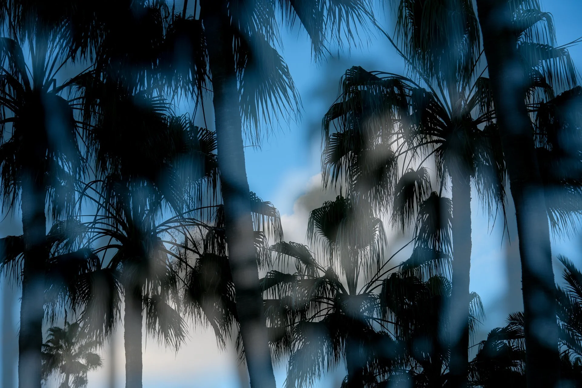 In Camera Multiple Exposure 📸

I just love palm trees and this is no exception.  I have used a technique of the first exposure in focus and the second out of focus to create the effect you see here.

I think it softens the edges and makes the whole 