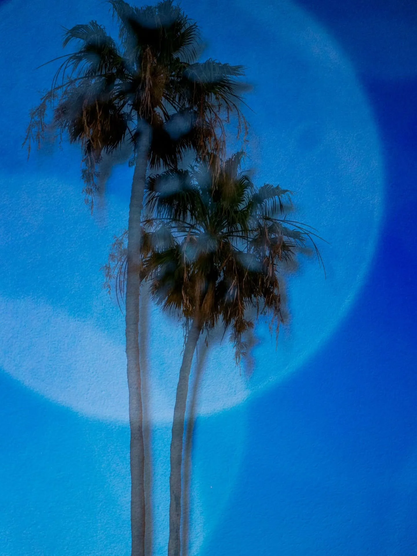 Multiple Exposure in Photoshop 📸

I do love a good palm tree and what better time to put up that blue in the hideous weather of today (I am sure it will be Spring soon!) It's a double exposure in camera with added bokeh and a layer of white paint (o