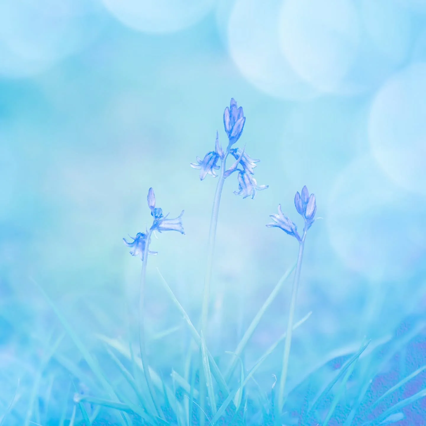 Multiple Exposure in and out of camera 📸

I went to the bluebells!! I am not usually a flower photographer but I do like to be amongst the bluebells.  I am still not sure as to what my favoured techniques are with flowers but I thought I'd share som
