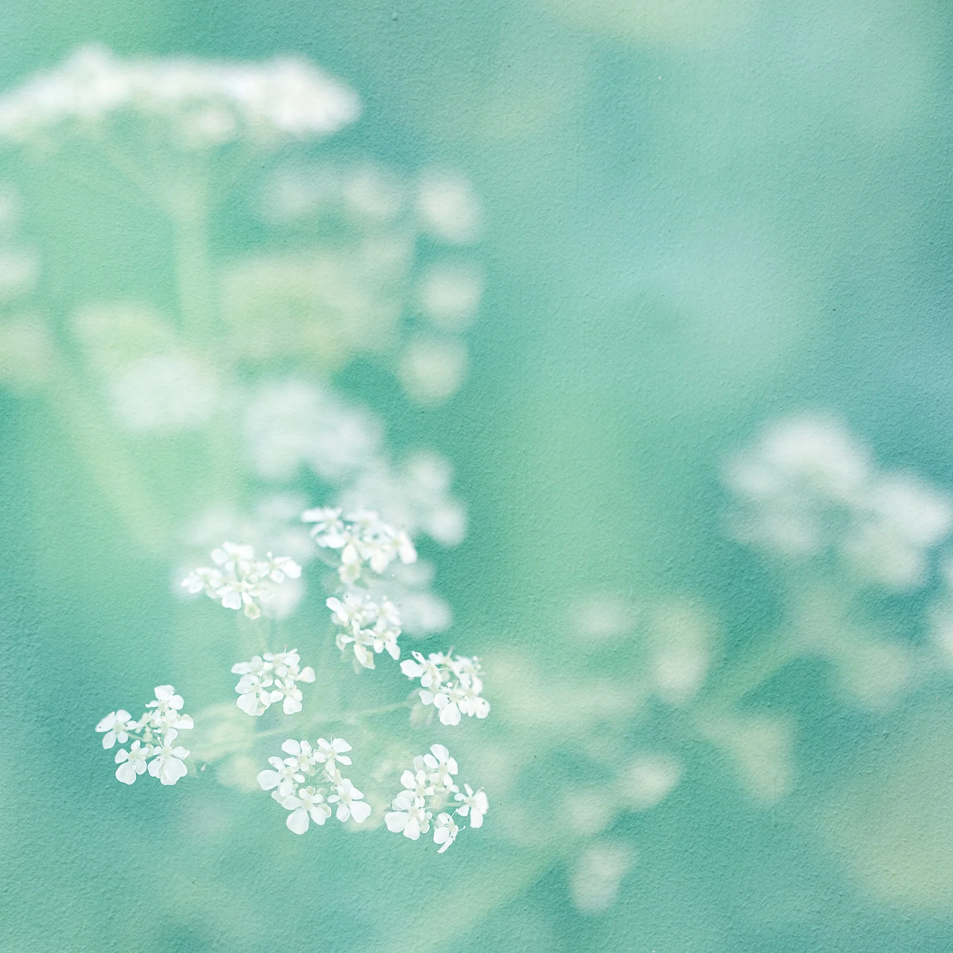 In camera Multiple Exposure with a little added boost from Photoshop 📸

I do love taking pictures of cow parsley and this one is no exception - they are just really delicate and pretty - and as I find them easier to compose with than bluebells I hav