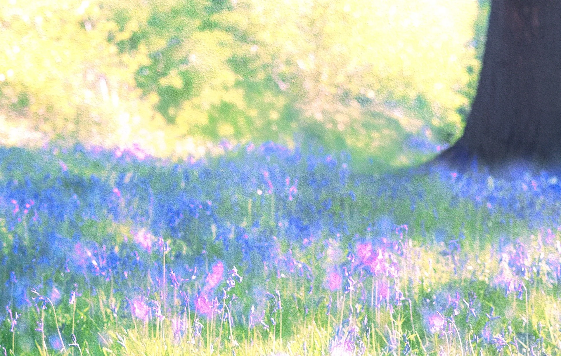Multiple Exposure both in an out of camera 📸

I love the smell of the carpets of bluebells that you can see at this time of the year - but I always find that soft smell and look hard to reproduce in a single frame.  Lucky for me I shoot multiple exp