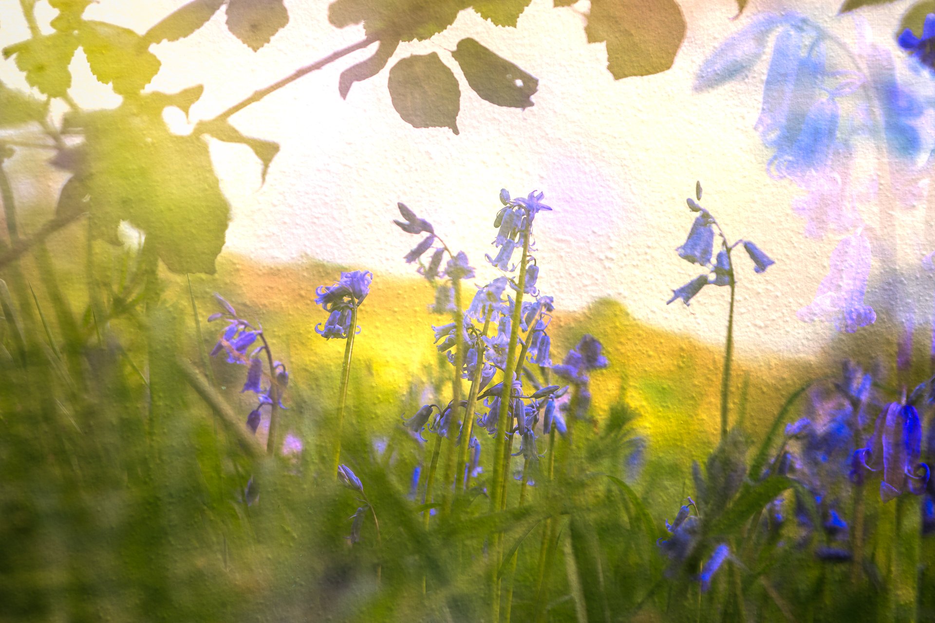 In camera multiple exposure (with a dash of a texture!) 📸

Have some sunshine this morning and some of those beautiful blue flowers.  I completely missed the season last year for some reason so it has been lovely to get out and join in the fun and r