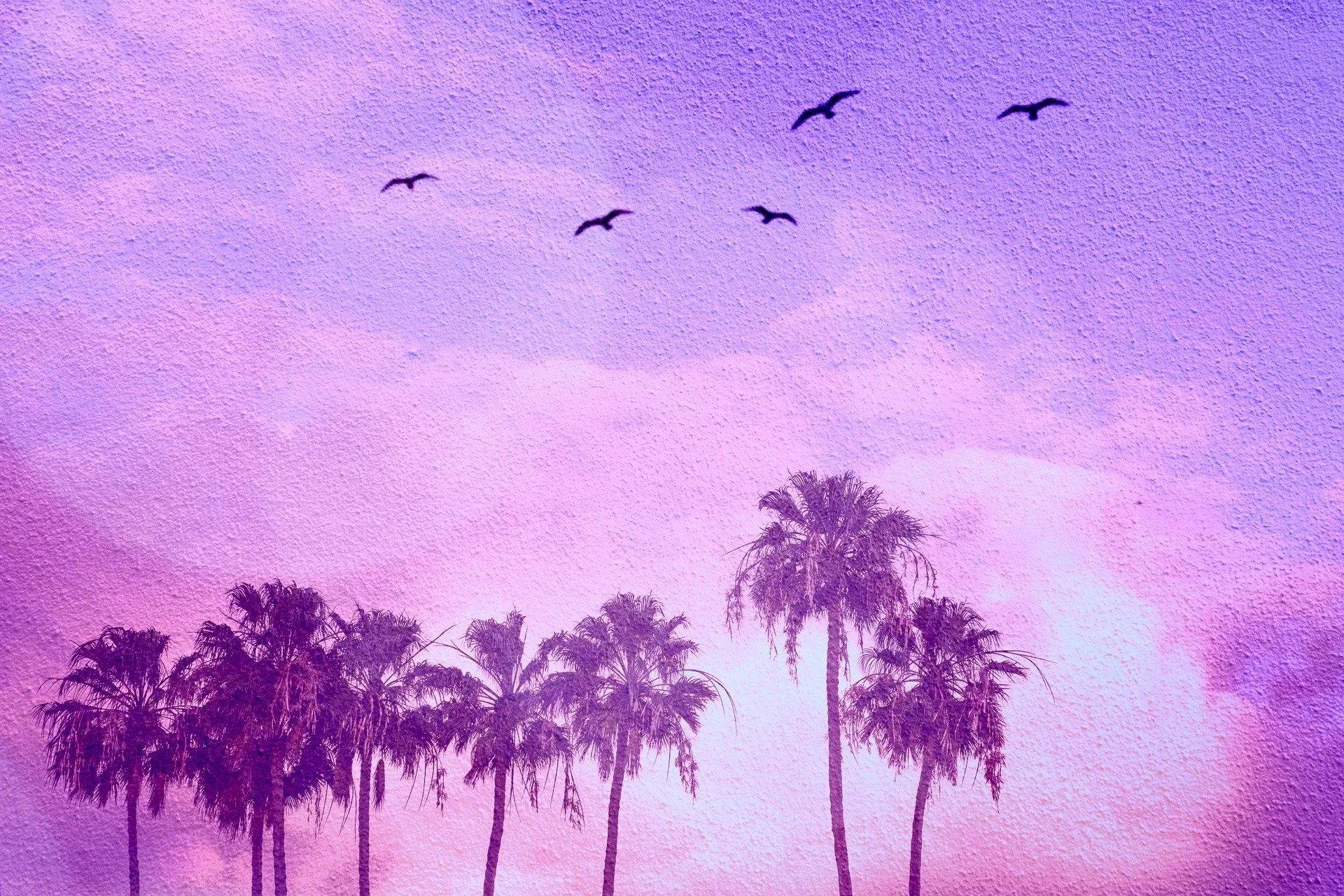 Multiple Exposure image made in post processing 📸

I love palm trees - they always always make me think of the warmth of the sun (yes I did mean to put that twice!) I love the composition of this row of trees and I added some birds (obvs!) to add to