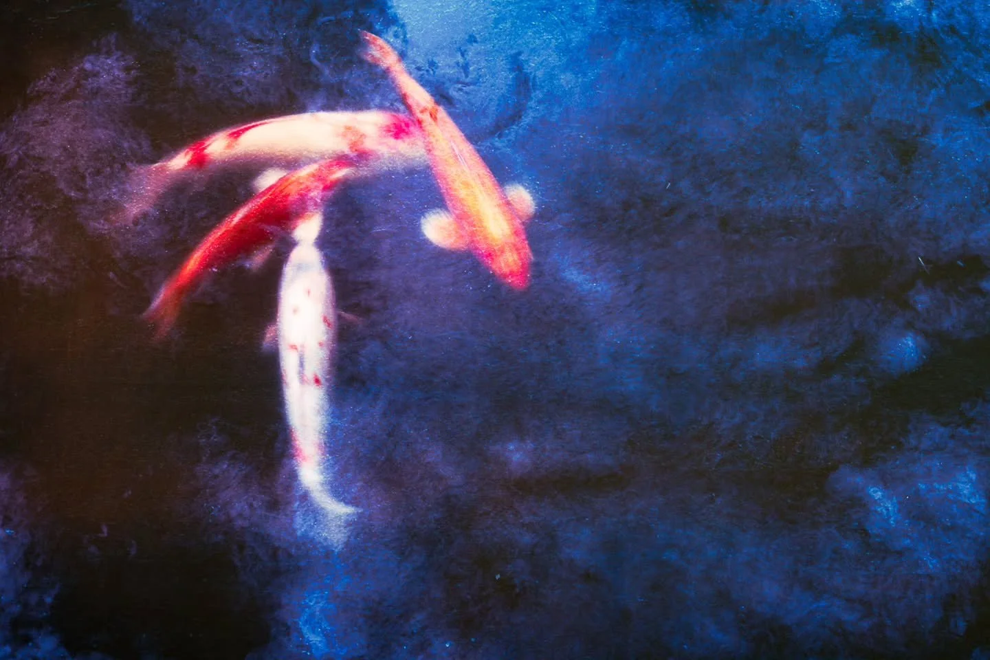 Multiple Exposure image in Photoshop

I've gone a bit fishy!! I had a lot of fun playing with a slower shutter speed and Koi Carp in Golden Gate Park in San Francisco.  I loved the curves they had and enjoyed playing with different blue textures on m