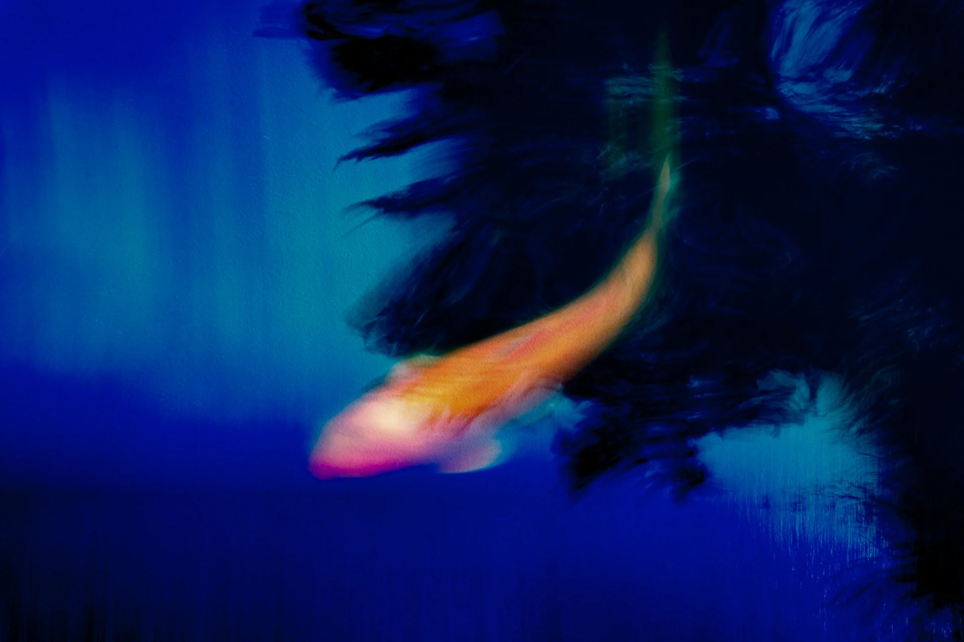 Multiple Exposure made in post processing 📸

More Koi Carp and textures.  Textures are such a large component in multiple exposure they crop up in both of the exploration and the skills course.  It takes quite some time to work out which textures to