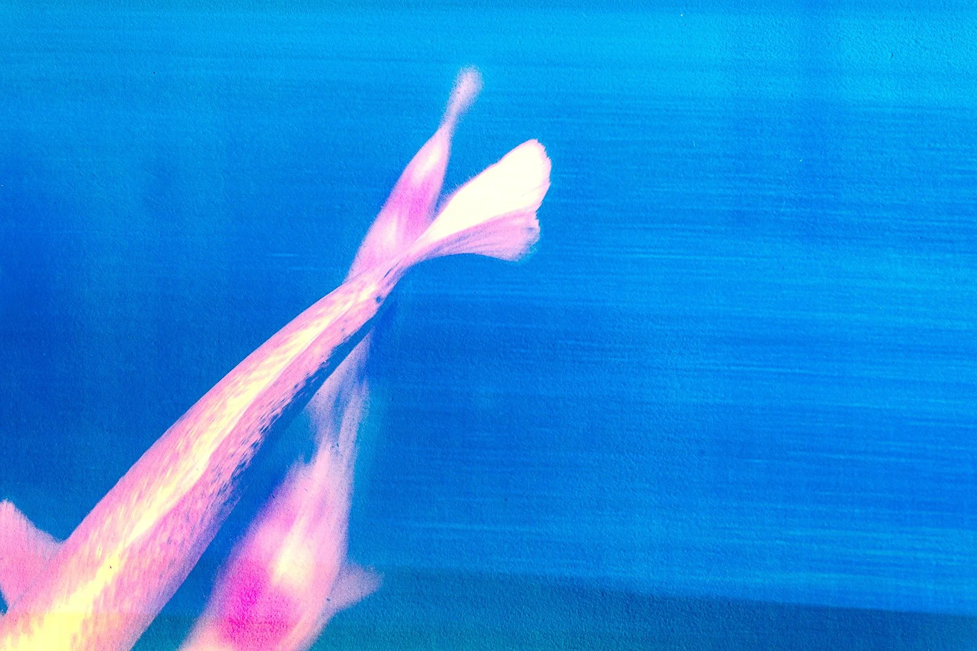 Multiple Exposure in Photoshop 📸

Some more fish but this time just the tails! I had a lot of fun both taking the shots of the Koi Carp with a slower shutter speed and using textures in PS.  If you want to know more about layering and multiple expos