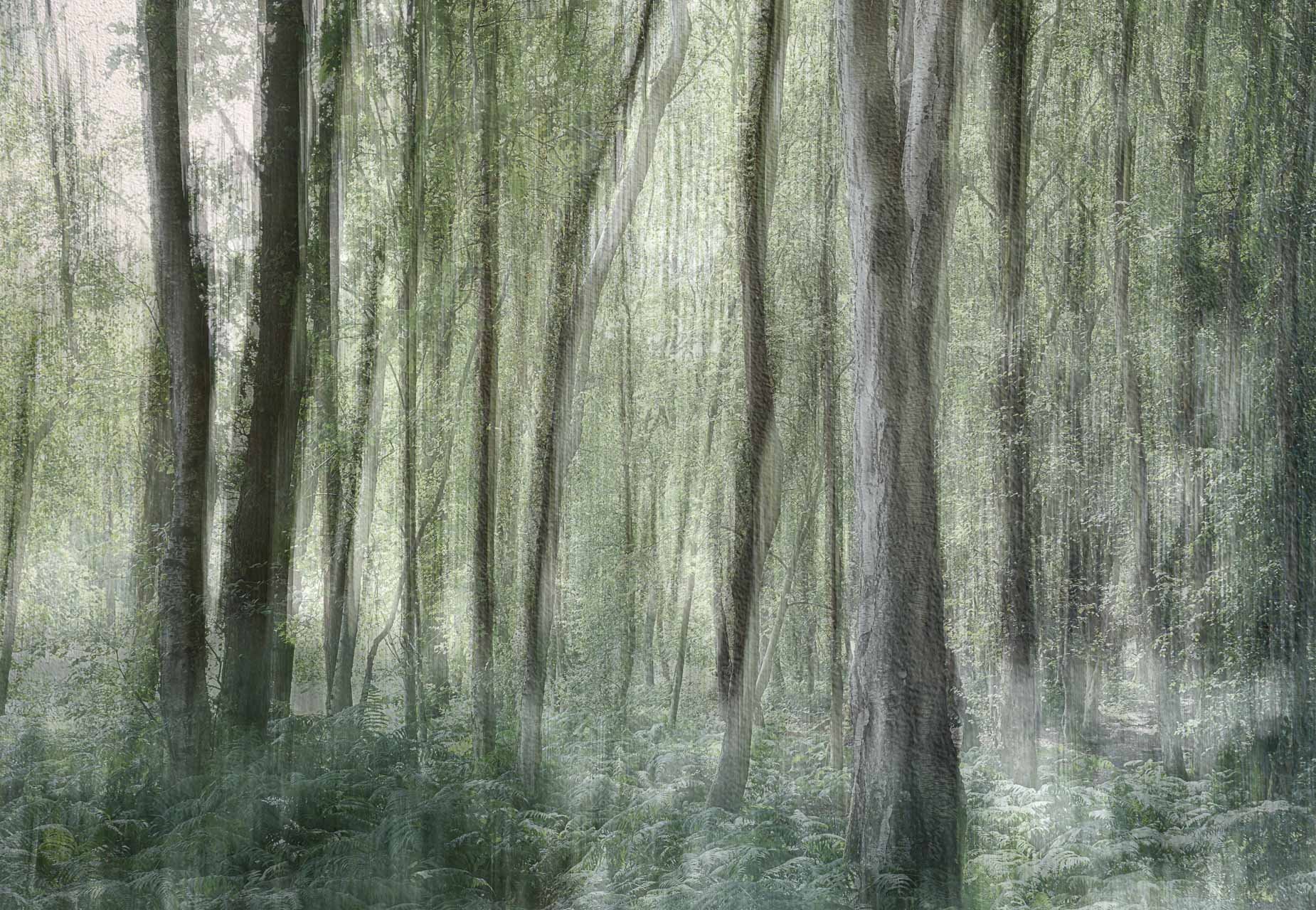 5 ways to create Multiple Exposures in Woodland