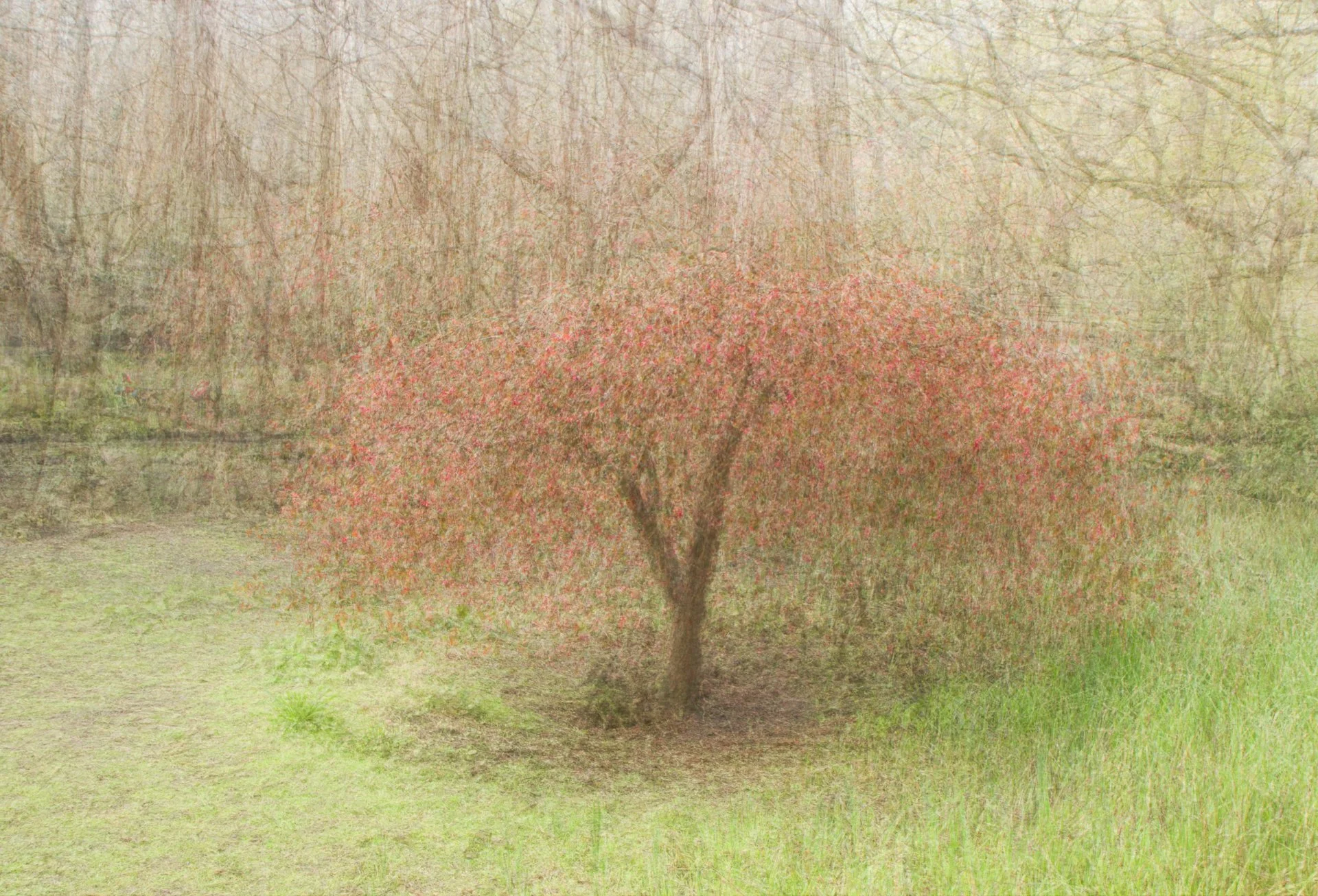 Tree with reddish leaves in a grassy area, with a background of leafless trees.