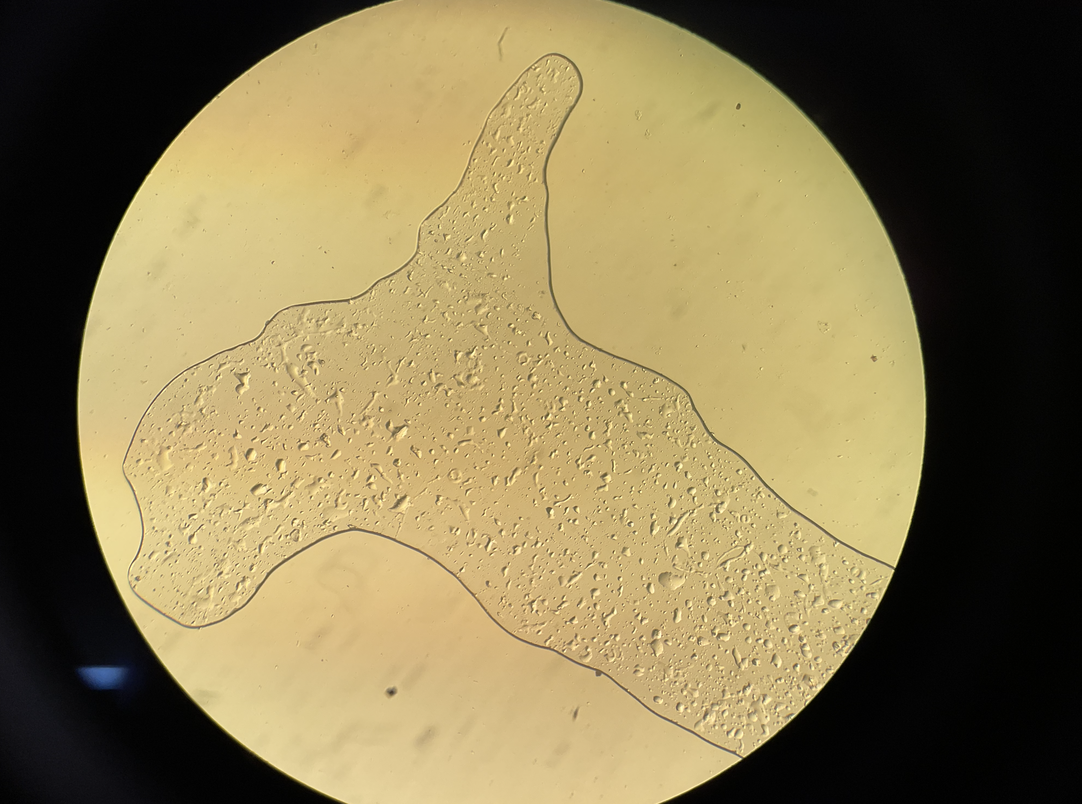 Figure 15: FW #2 Tank water sample; clear, empty of feces and natural substance