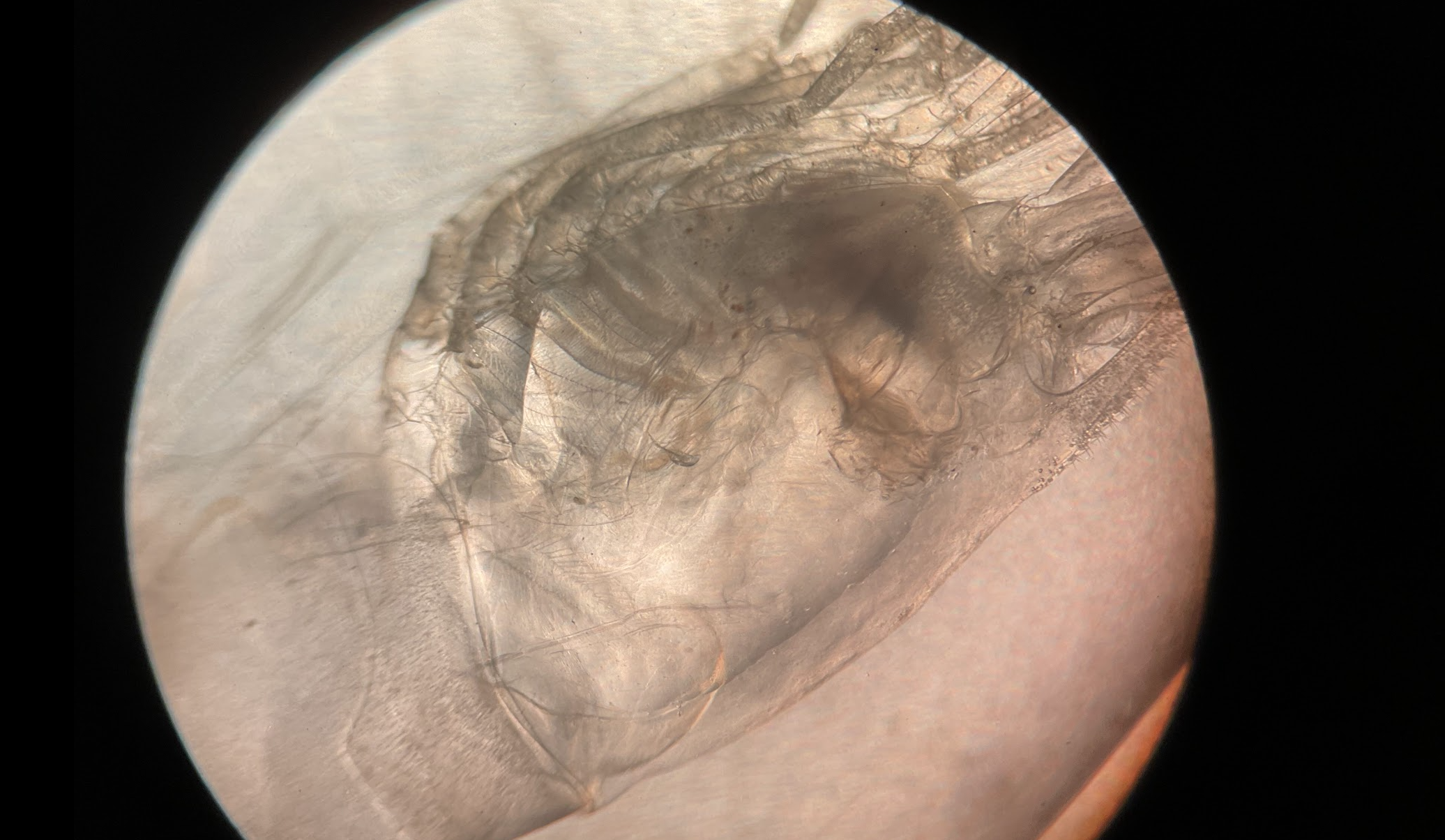 Shrimp shed (inverted)