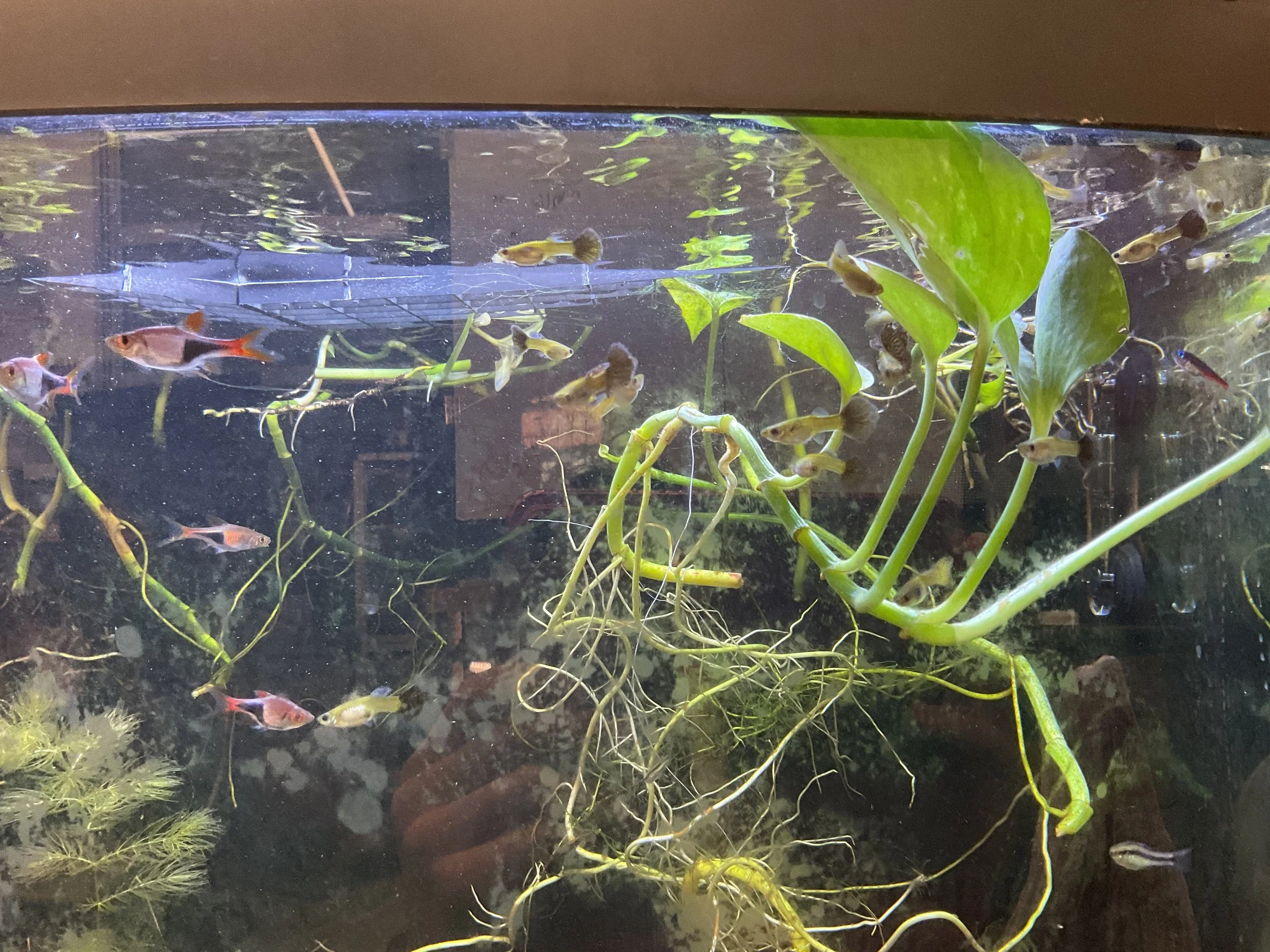2/23/26 Photo of biocube showing four lamb chops and 5 guppies.