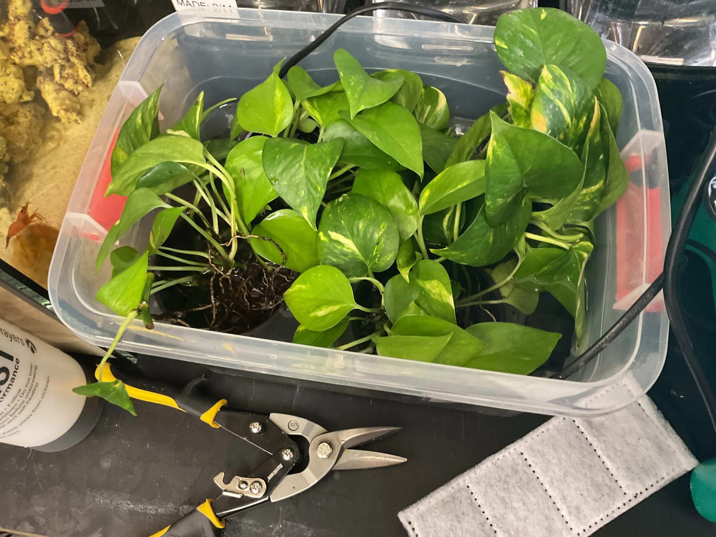 2/13/26 pothos growing chamber using two fertilizers and pumps to avoid root rot.