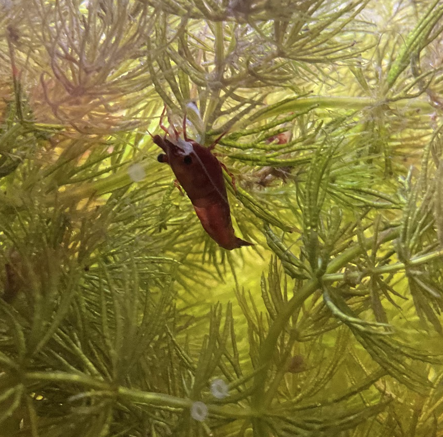 Massive shrimp in horn wart (green plant)