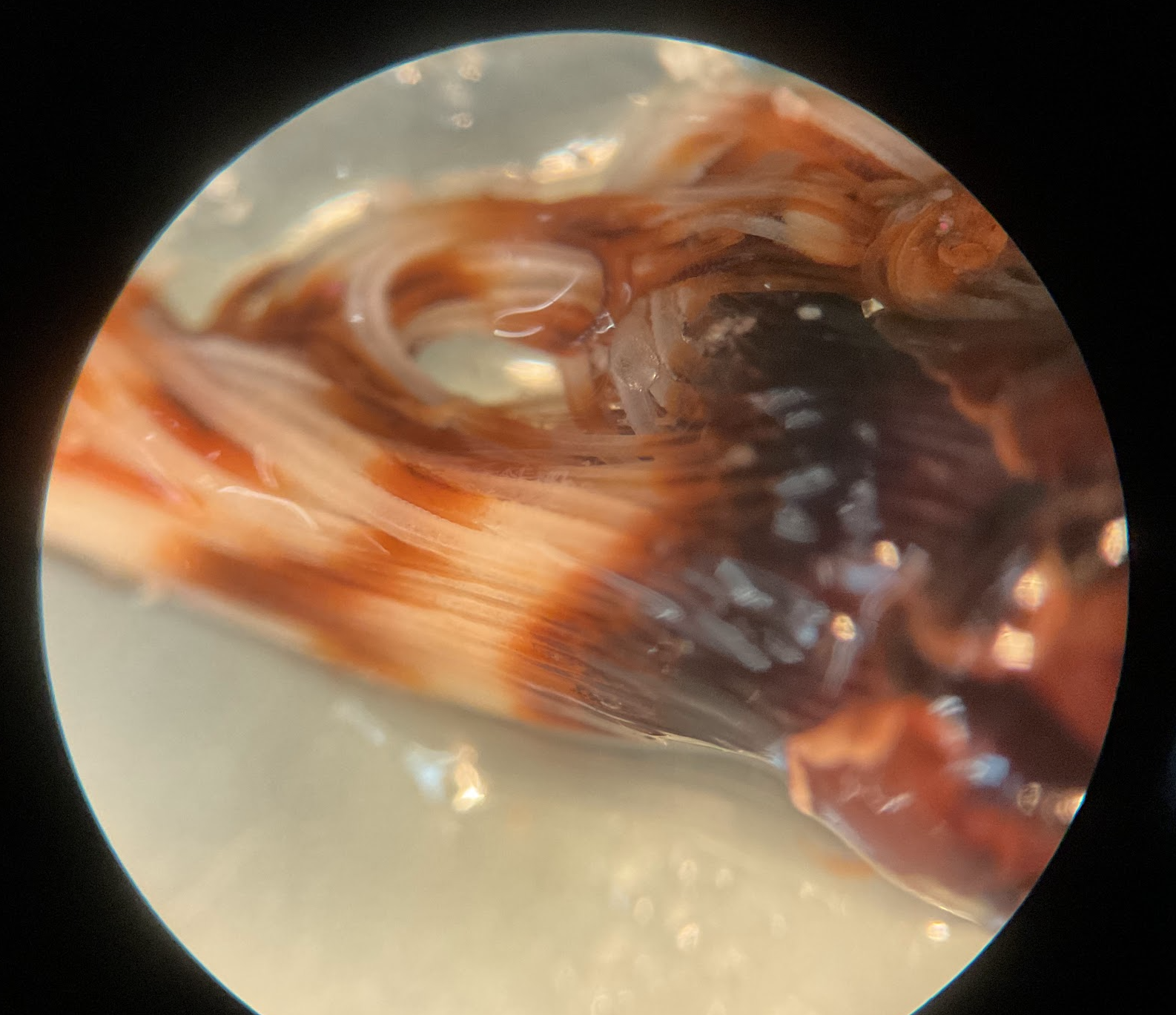 1/28/2025 Tube worm head
