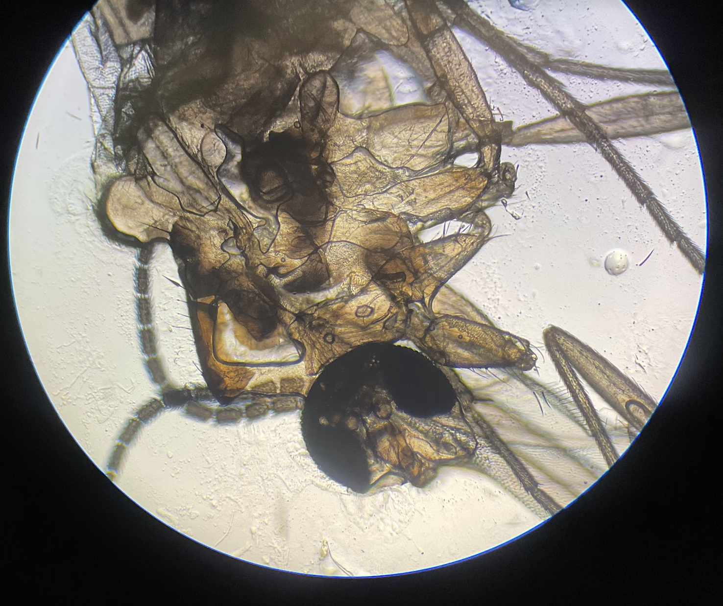 Fruit fly under a micro scope