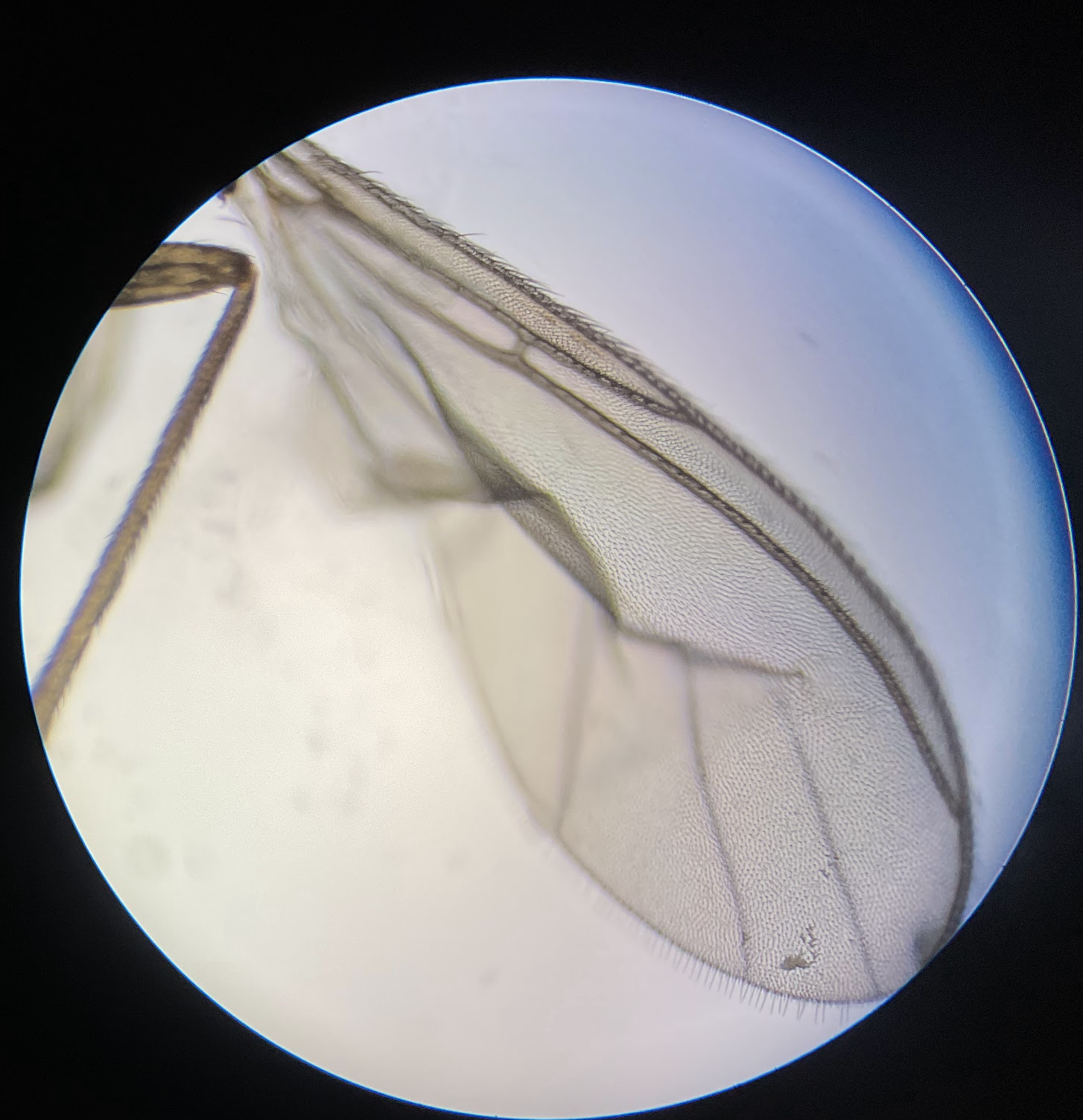 Wing of a fruit fly