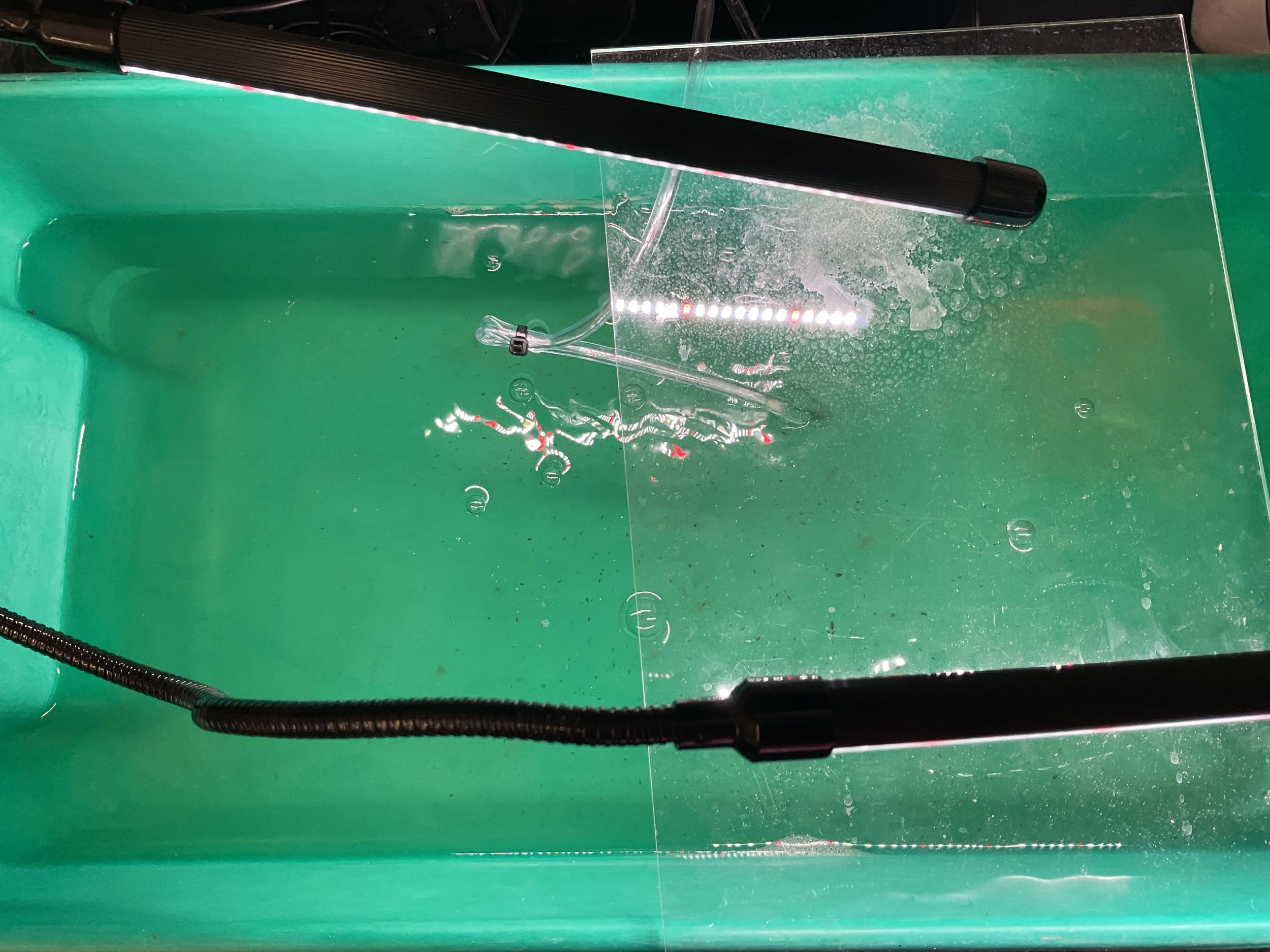 2/13/26 Daphnia tank (5 gallons of room temperature water with aeration in two LED lights). Plexiglass lid used to prohibit condensation.