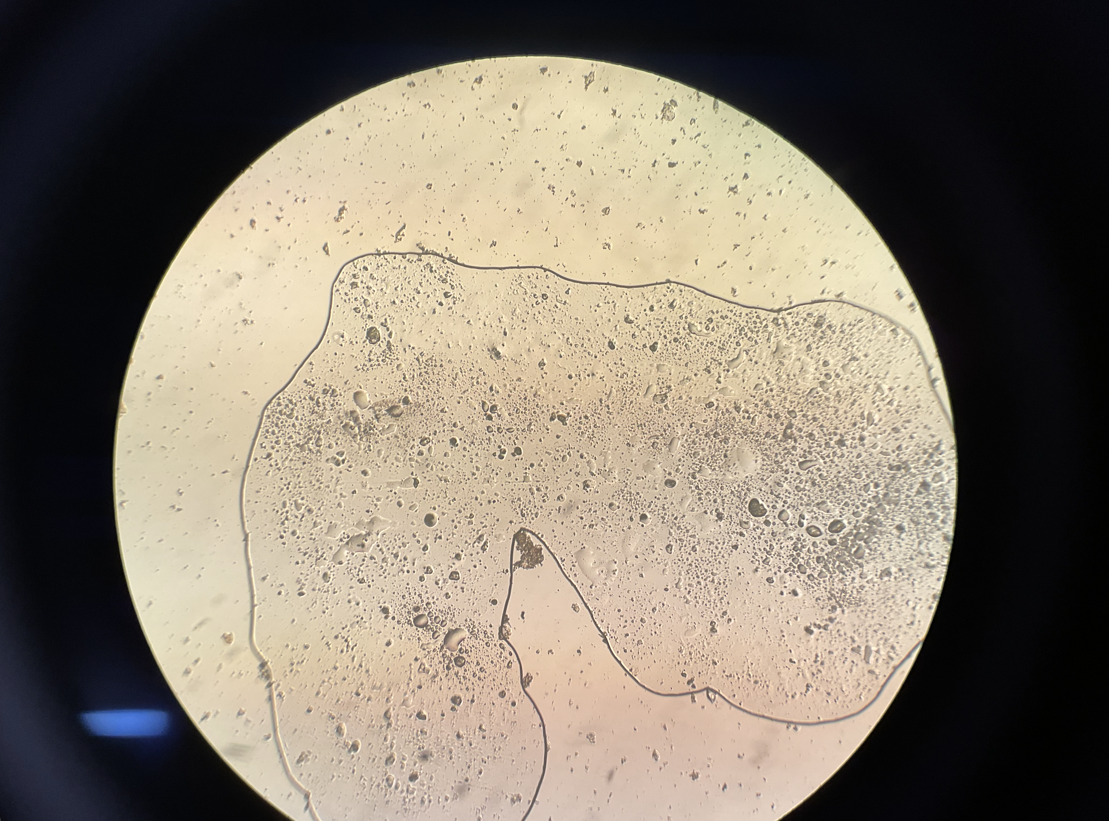 Figure 16: FW Bio-cube tank; fecal matter and natural detritus present from organism presence