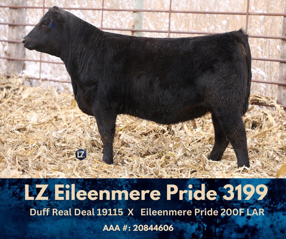 The 2023 calving season blessed LZ Livestock with a greater proportion of heifer calves than we expected, so we decided to pull eight from the replacement pen and offer in this year&rsquo;s sale! 

Learn more about 3199 and the other sale lots here: 